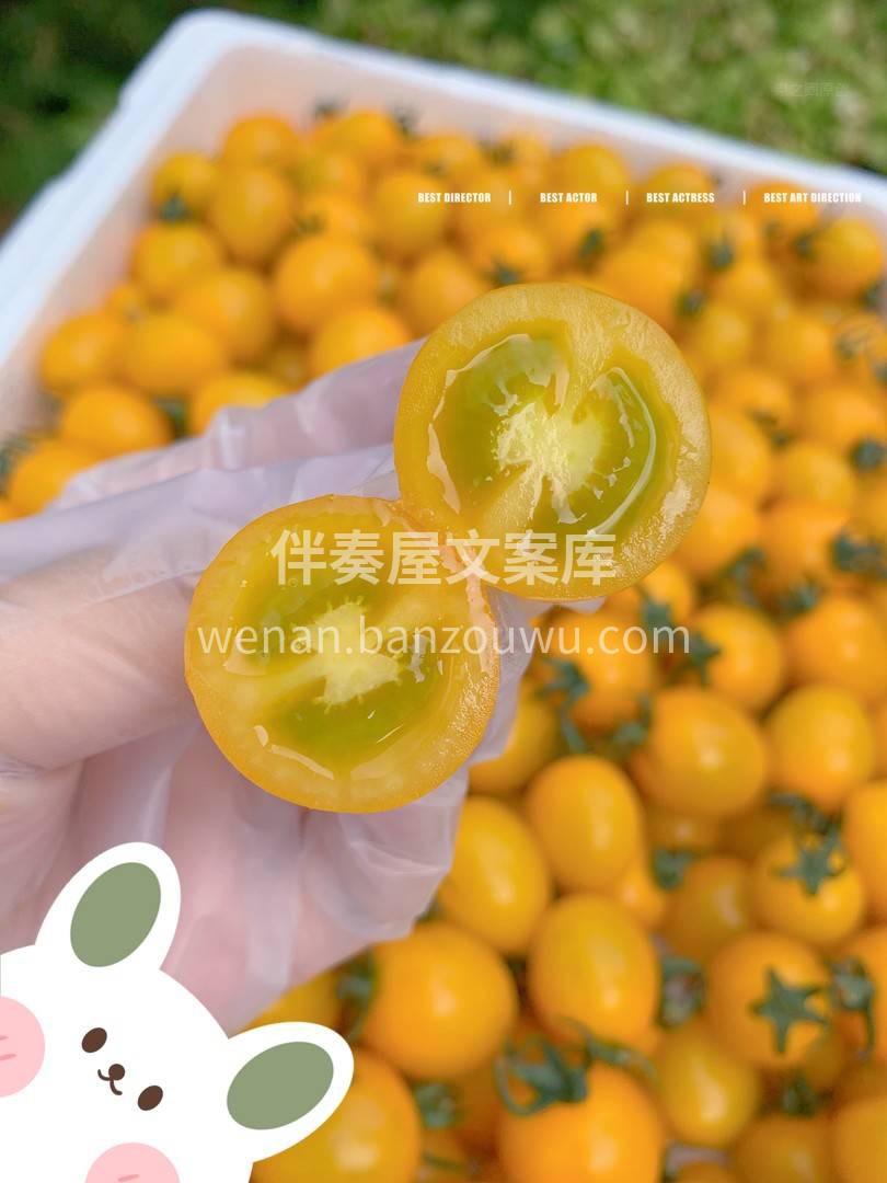 宝藏小番茄，是漂亮的淡黄色啊💛 皮很薄， 配图3