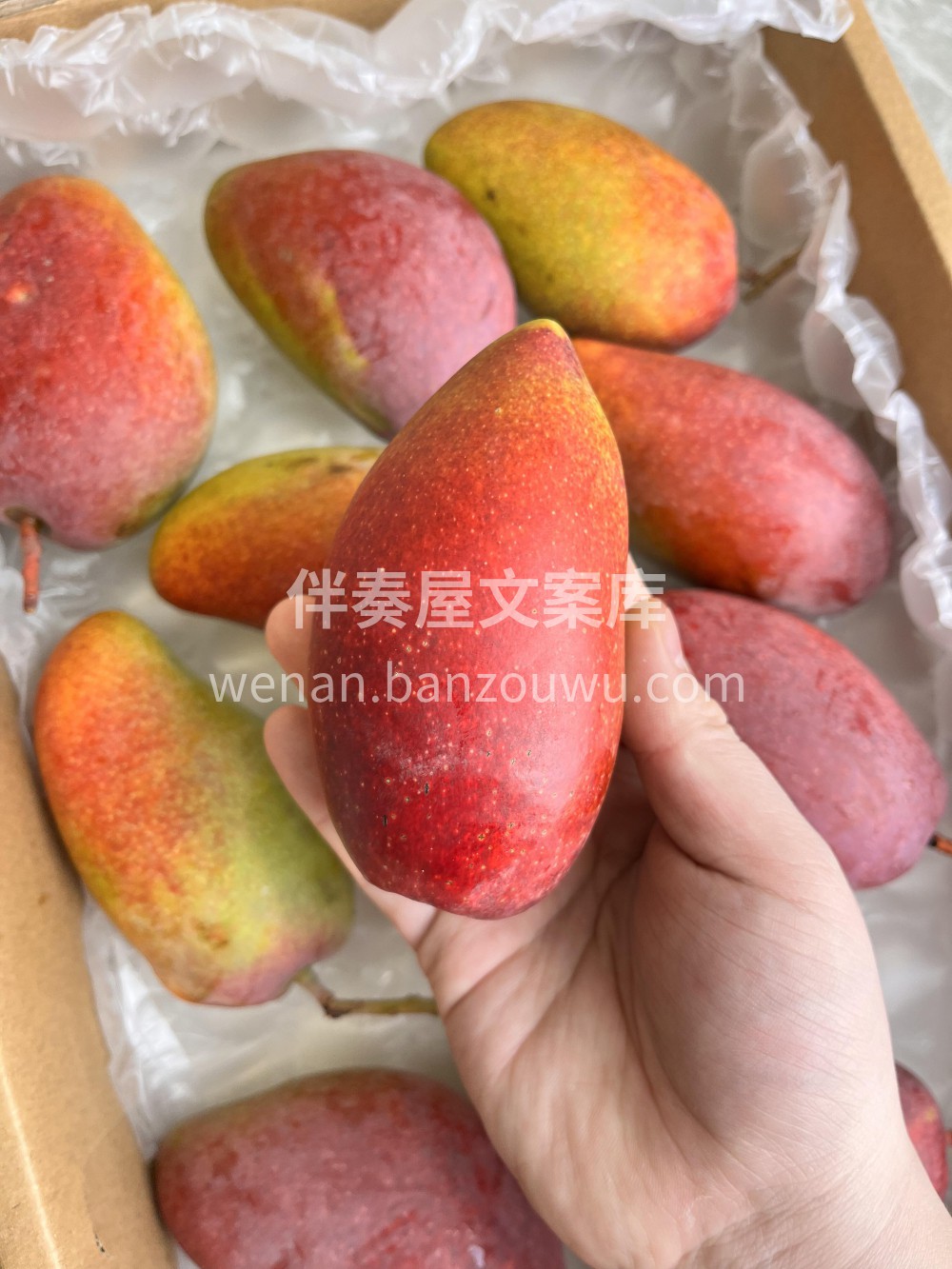 🥭 树上熟贵妃芒堪称一绝 😍爱了爱了甜度 配图2