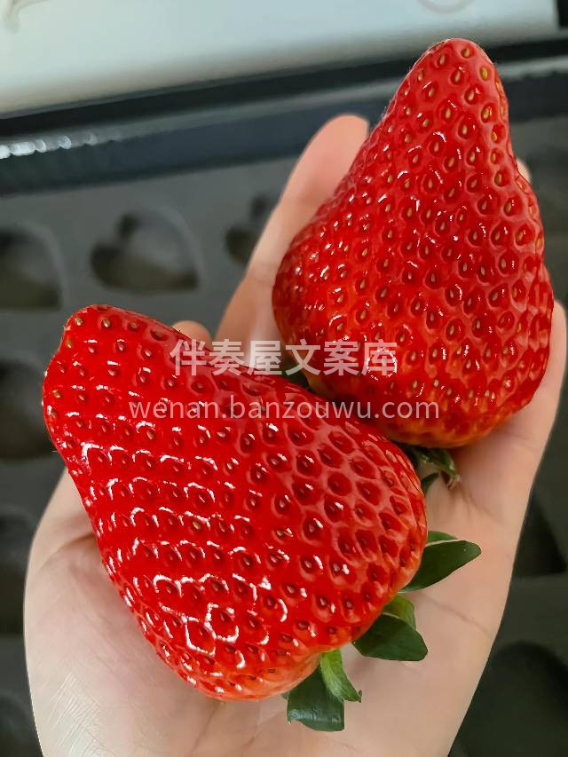 绿色食品认证♻️无公害种植，鲜甜多汁🌊  配图1