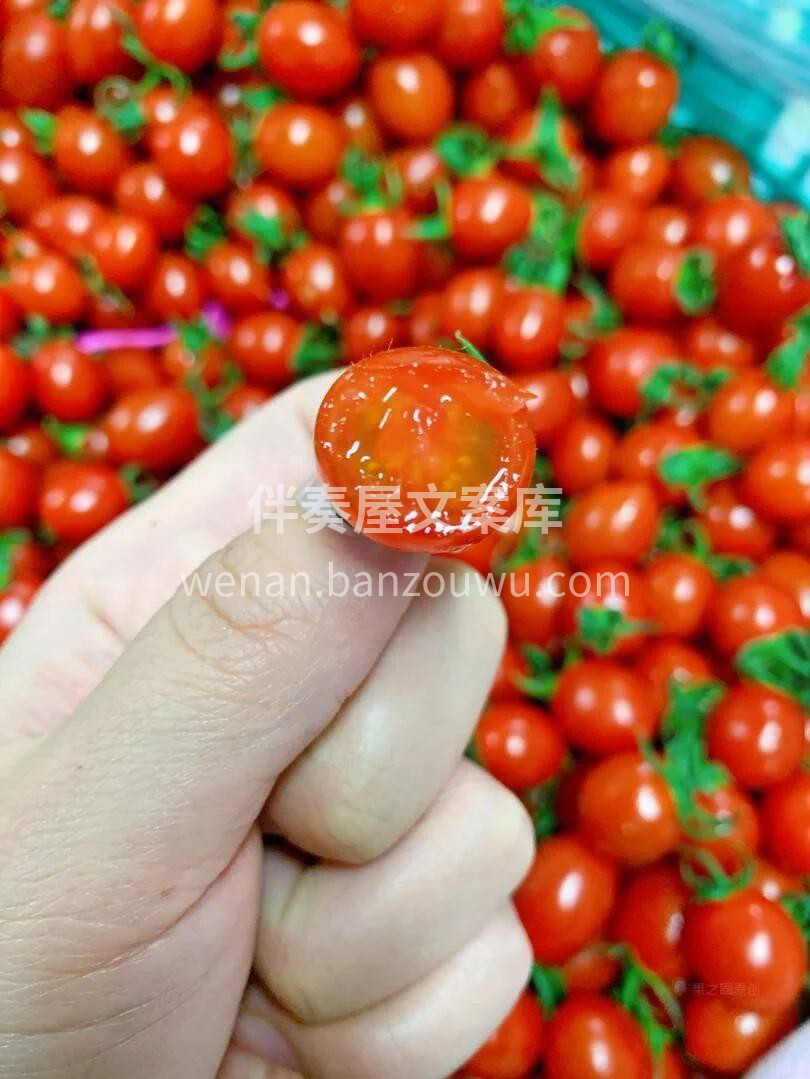 🍅【玲珑小千禧】 🍅比普通番茄维C多1. 配图1