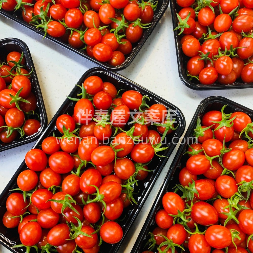 💚爆浆小甜心🌸，最爱浓浓的番茄味🍅圣女果 配图2
