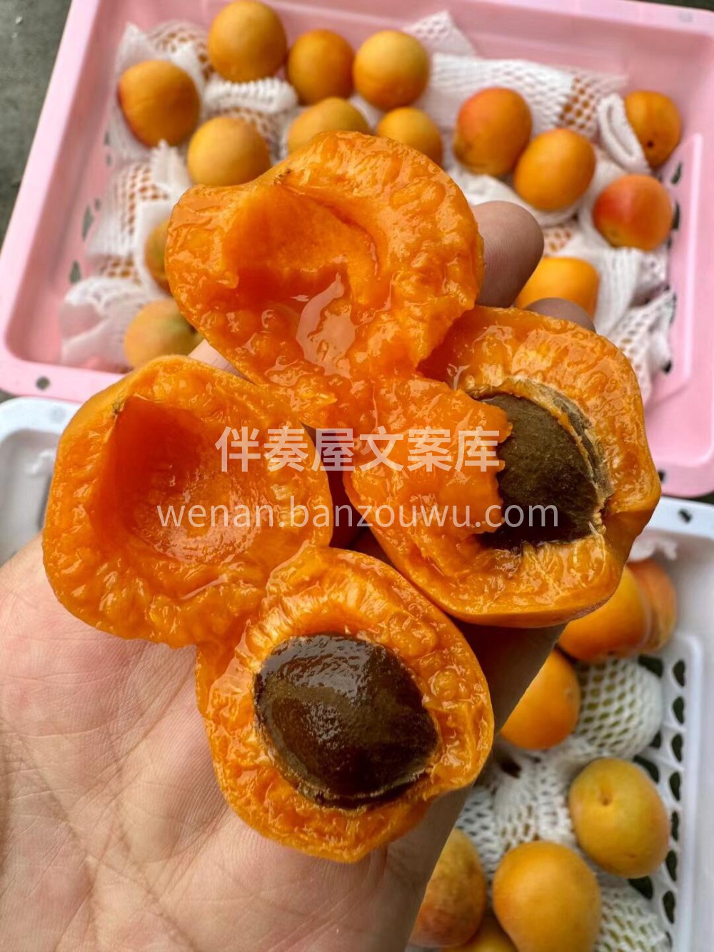 ［新疆吊干杏］🍃丢一颗在嘴里，肉厚味浓四 配图1