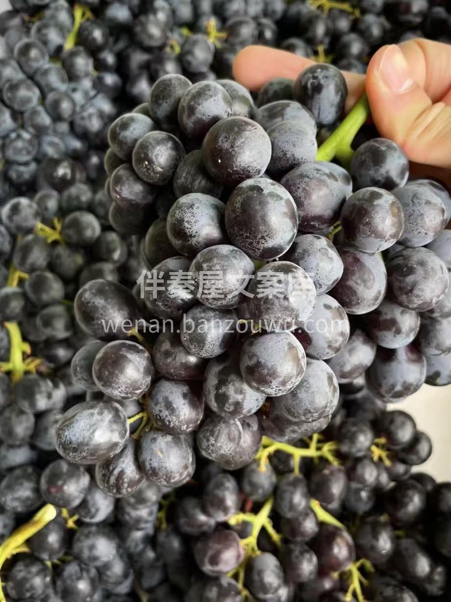 🍇玫瑰香葡萄浪漫上线 咬一口清甜带花香， 配图3