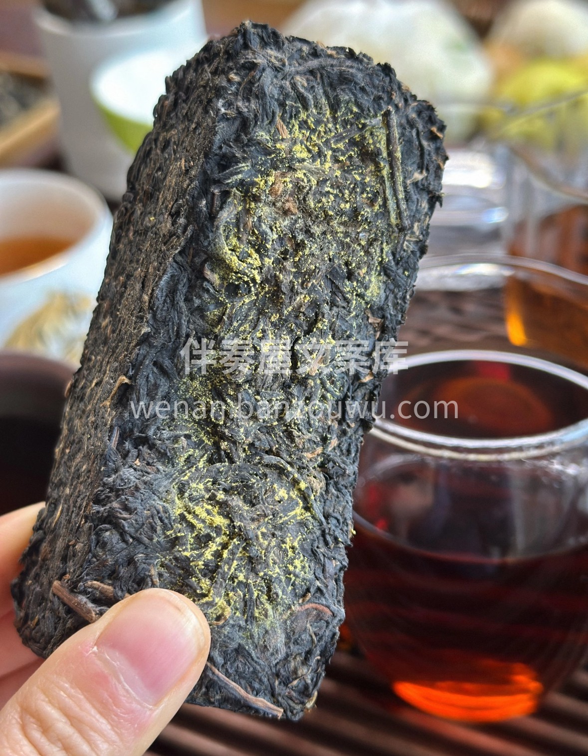 🌿 金花茯茶藏岁月沉香，冠突散囊菌缀满茶 配图1