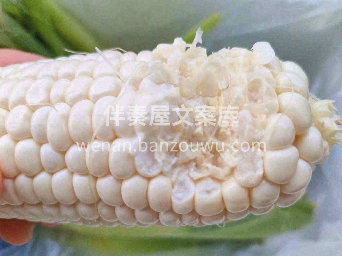 当你用力大咬一口牛奶玉米🌽会发现每一颗玉 配图1