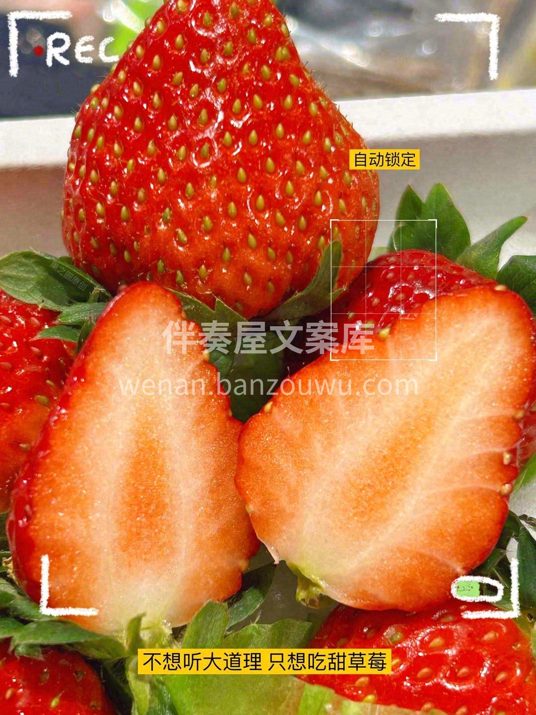 没有一点防备，草莓就这样出现 在你的世界 配图2