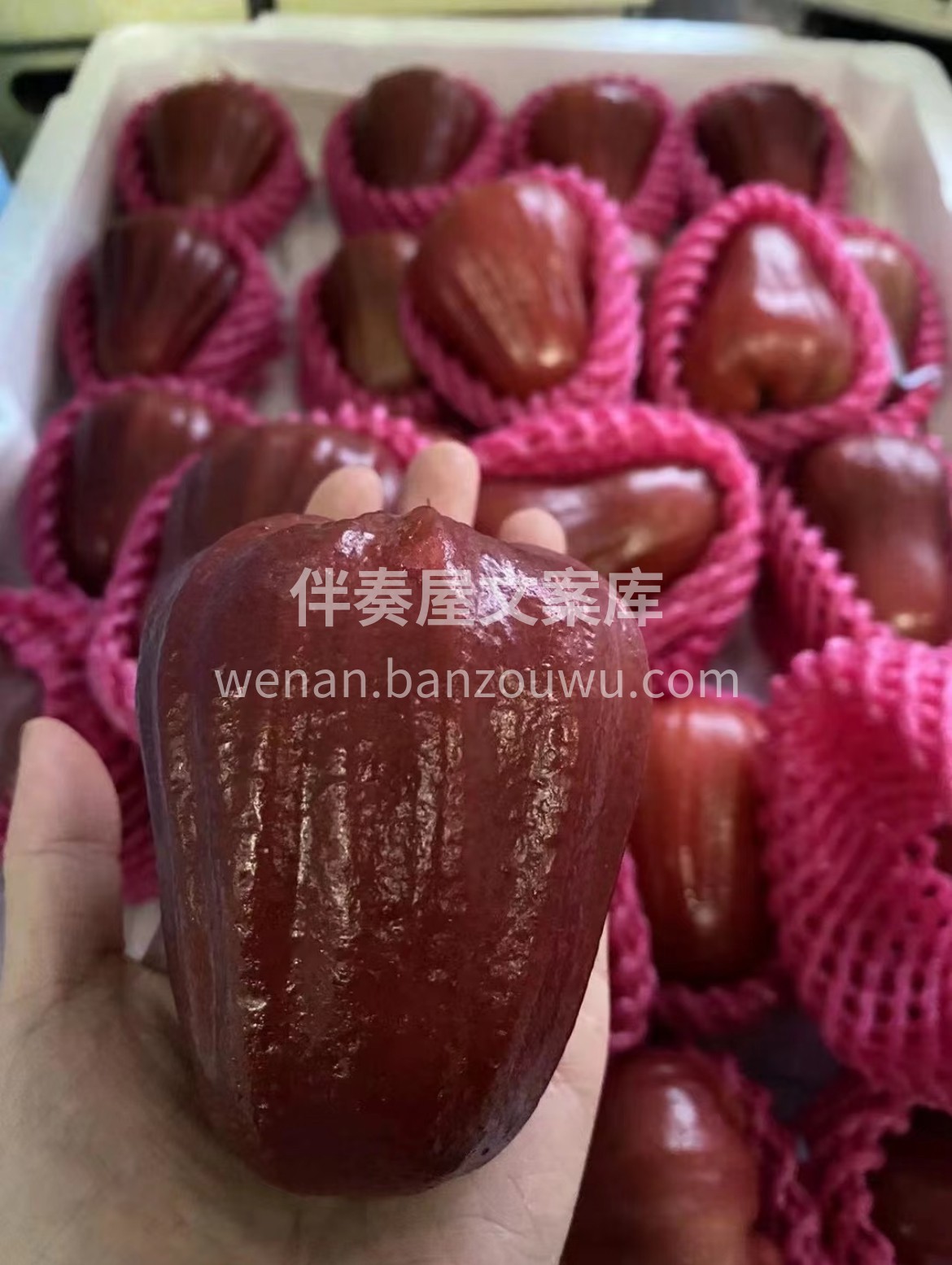 脆甜莲雾新鲜上架‼️ 入口自带清泉般的脆 配图2