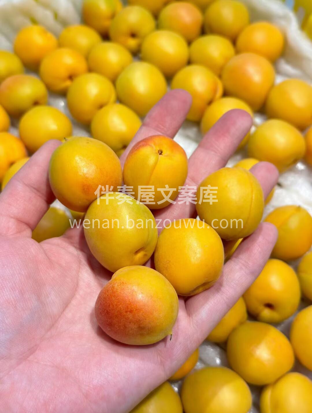 ☘️新疆.吊干杏💛 品质超级好，颜色挂红 配图3