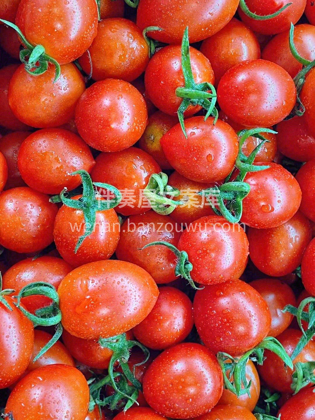 🙋高维C推荐：玲珑小番茄🍅🍅 一面是阳光 配图3