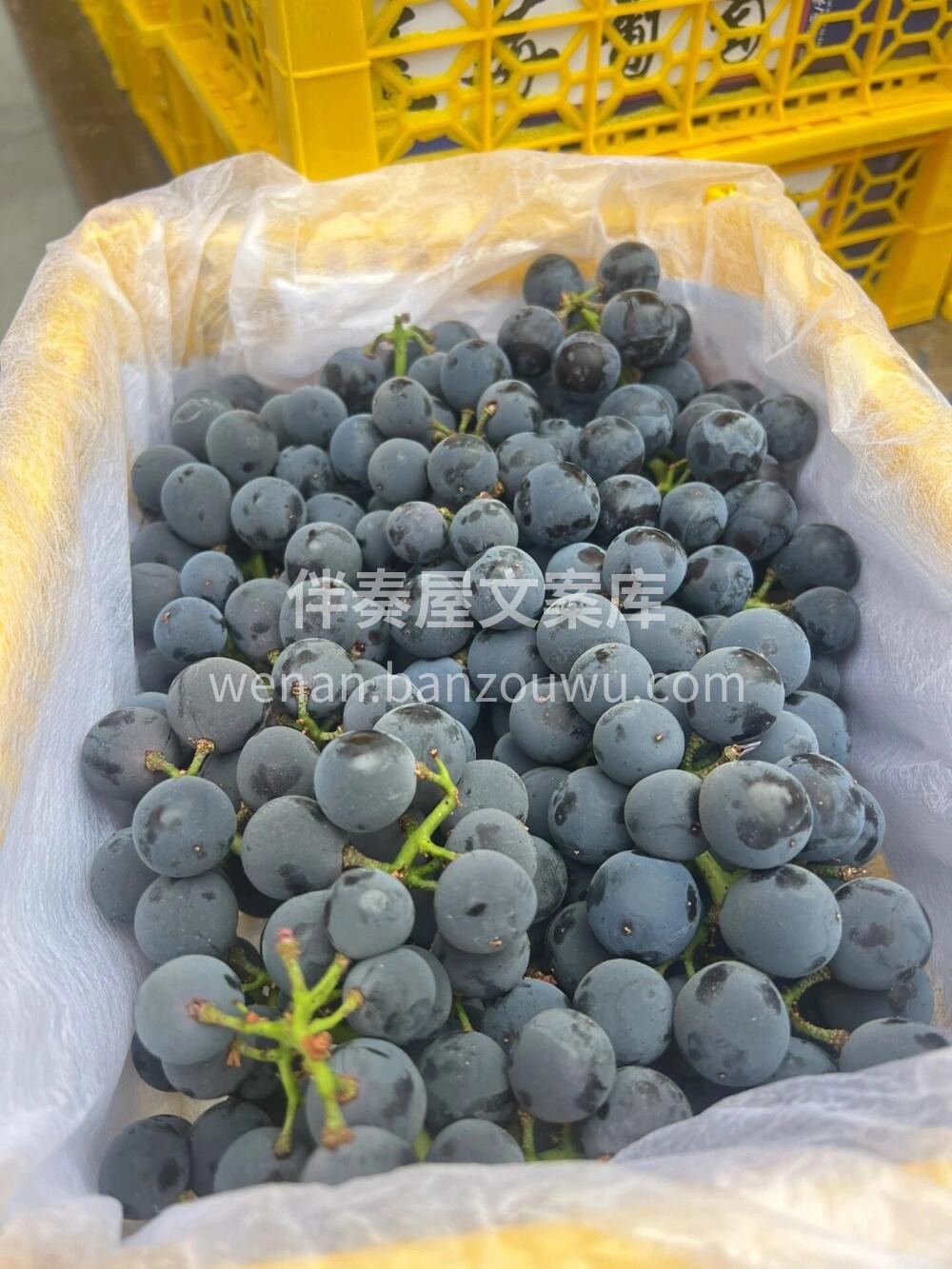 蓝莓熟啦🍇是‮萄葡‬出了‮还轨‬是蓝莓劈 配图1