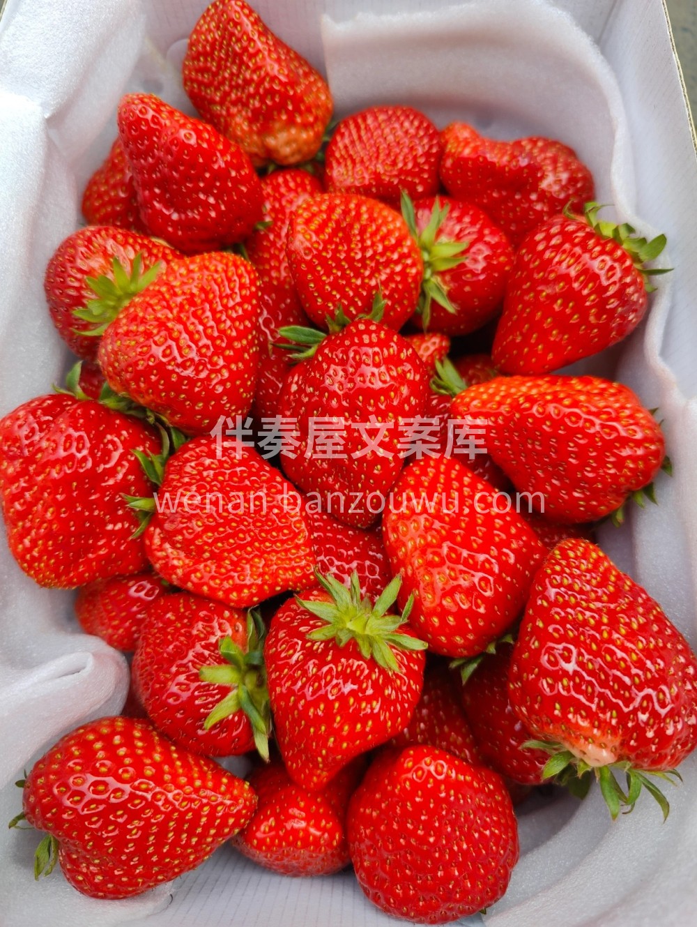 🍃🍃春天必吃的香甜草莓 🍓全红草莓🍓​没 配图1
