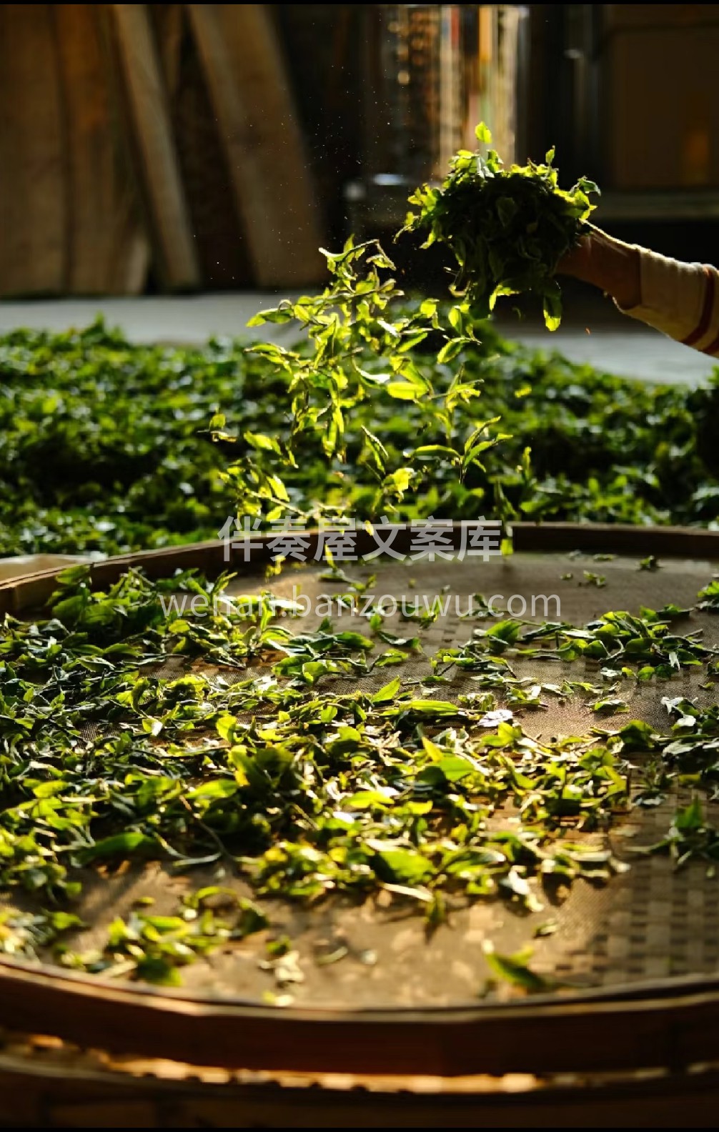 开了一泡川青，干茶就带着清新的兰花香。  配图1