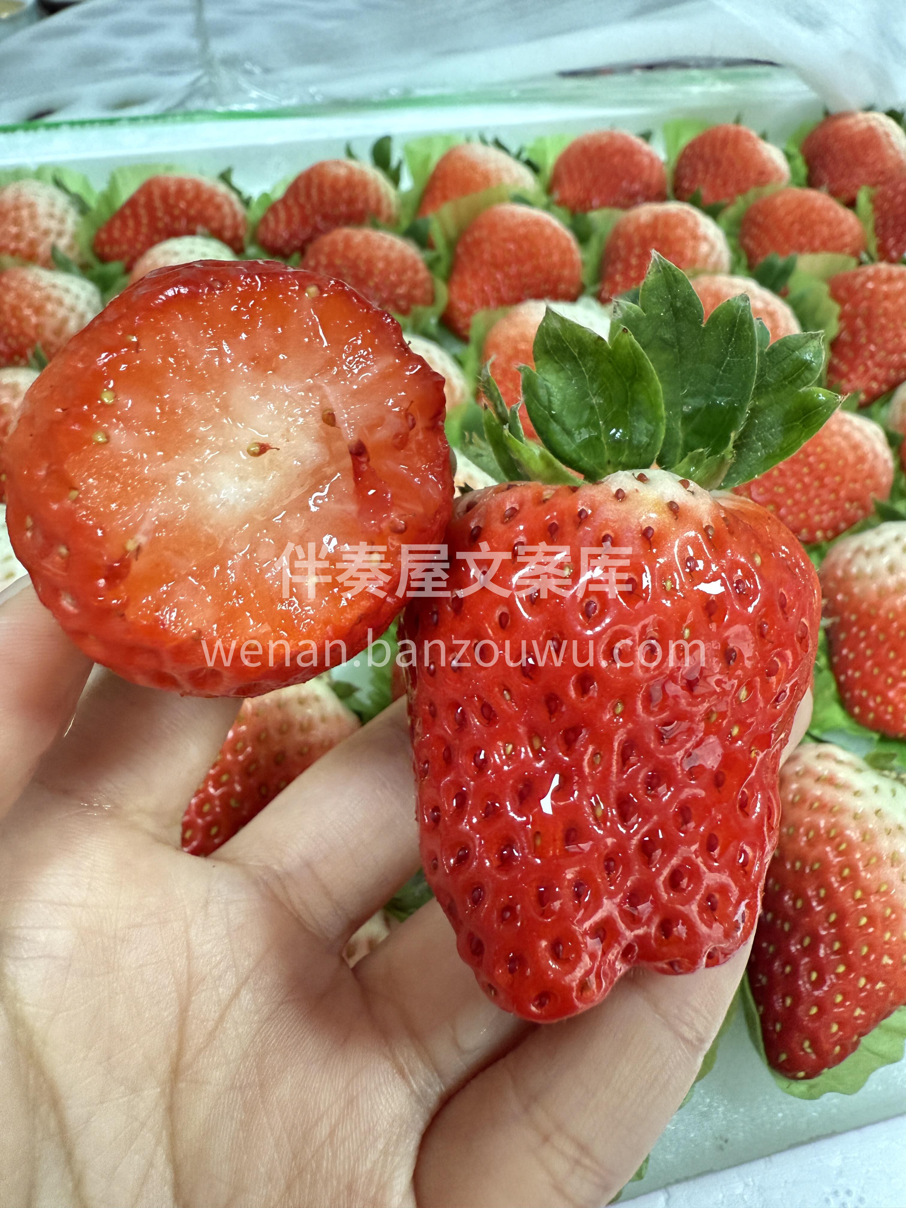 ✨红颜草莓尾季抢鲜！ 红艳饱满香气浓🍓  配图3