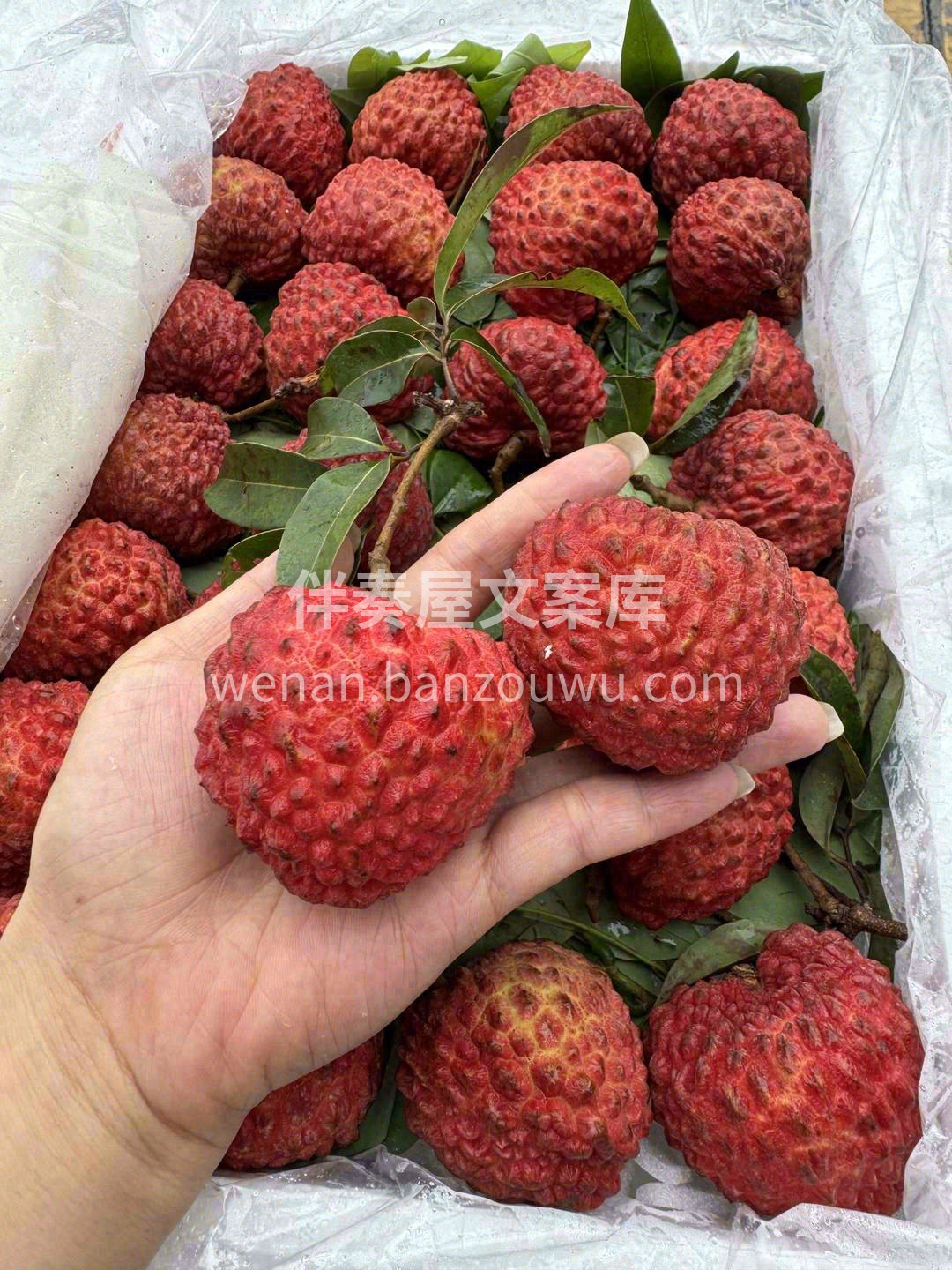 忽而夏已至，荔枝正当红💌 你尝遍了人间烟 配图1