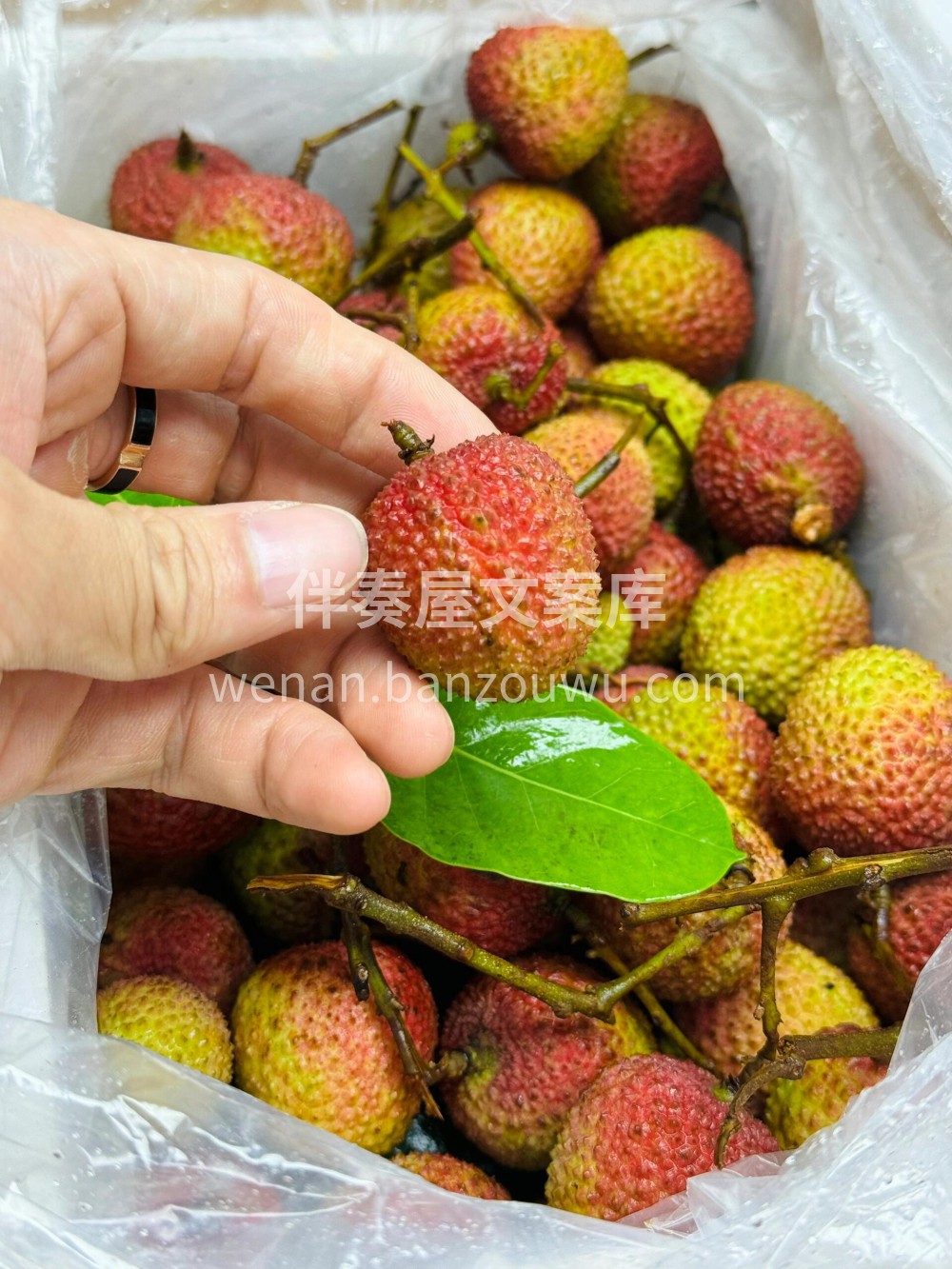 荔枝控们，心心念念的妃子笑荔枝终于来了🥰 配图3