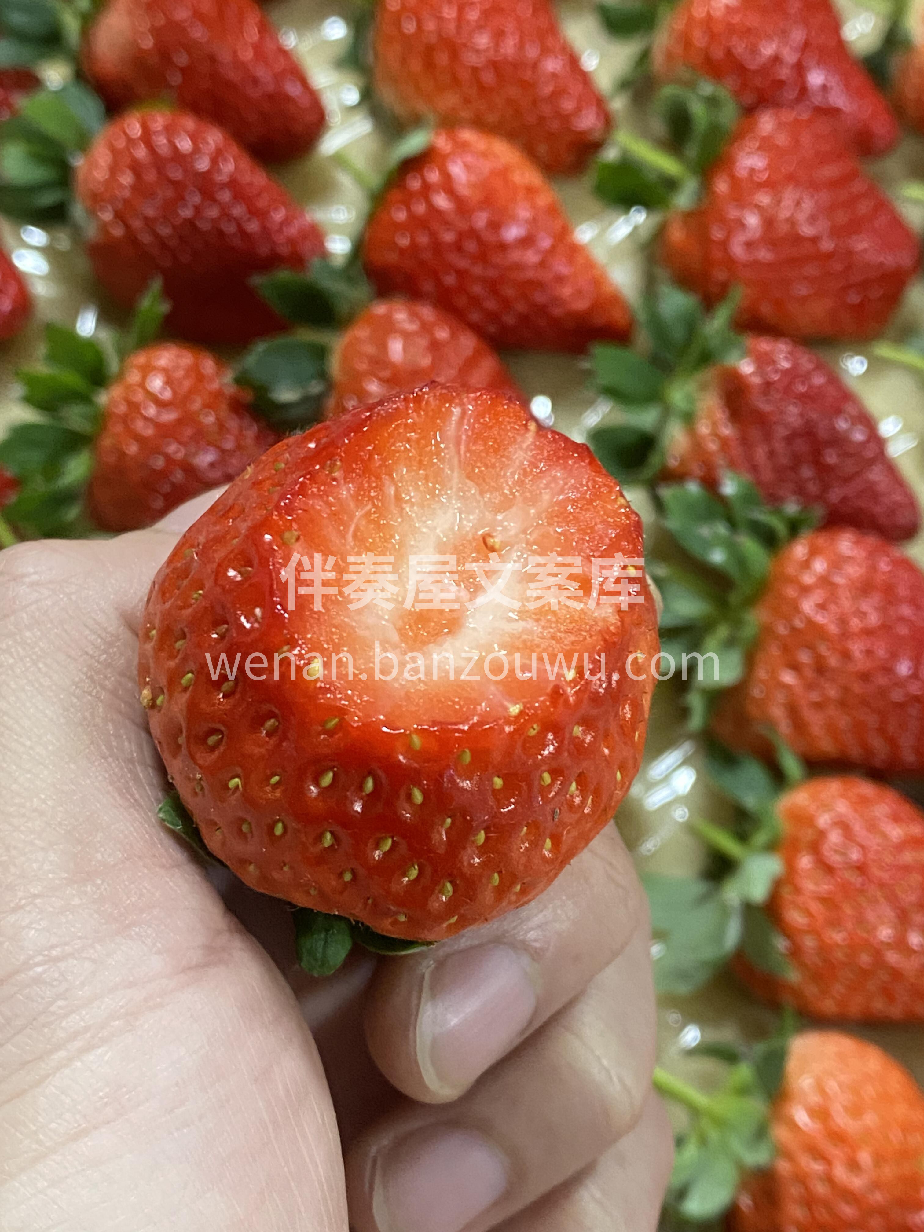 🍓红彤彤的丹东草莓✨ 甜丝丝的香味，凑近 配图1