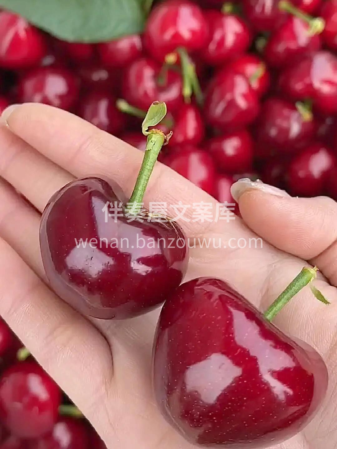 做一个有实力的卖美早樱桃的水果人！ 每天 配图1
