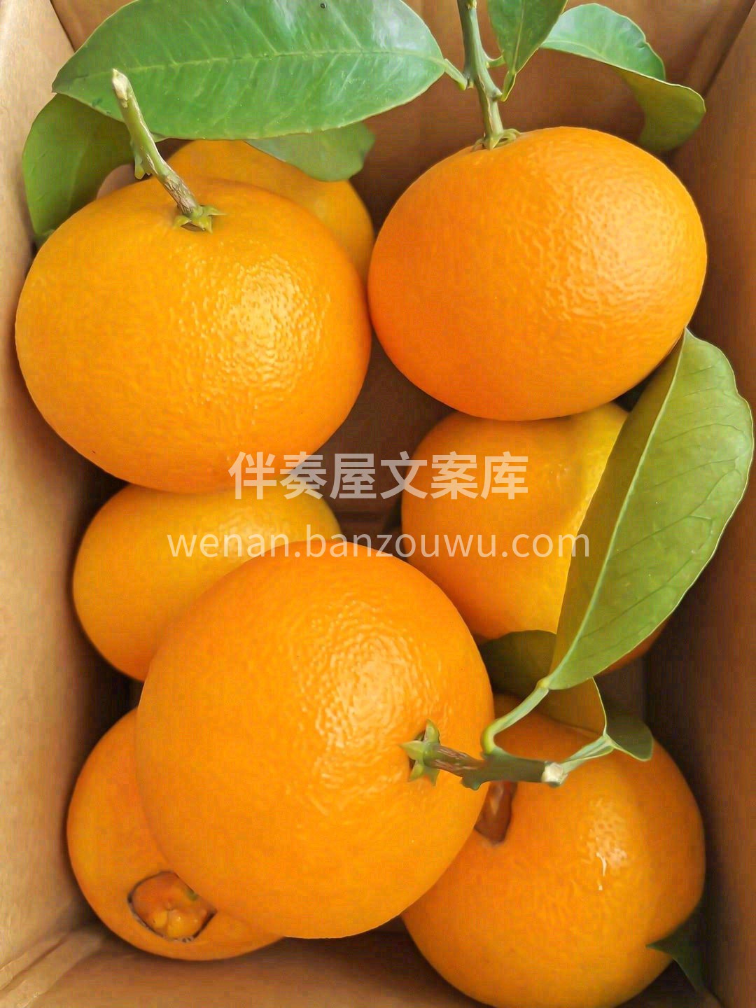 🔸浓郁 🔸水润 🔸嫩甜～剥皮不脏手👐 嚼 配图2
