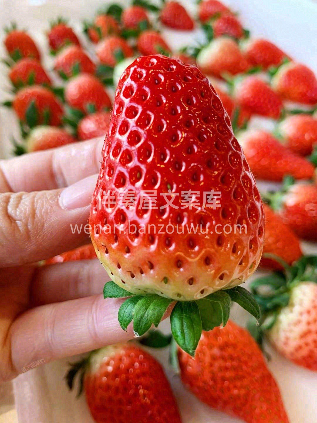 🌿 🍉让生活也有了甜味 每日鲜果，充实每 配图3
