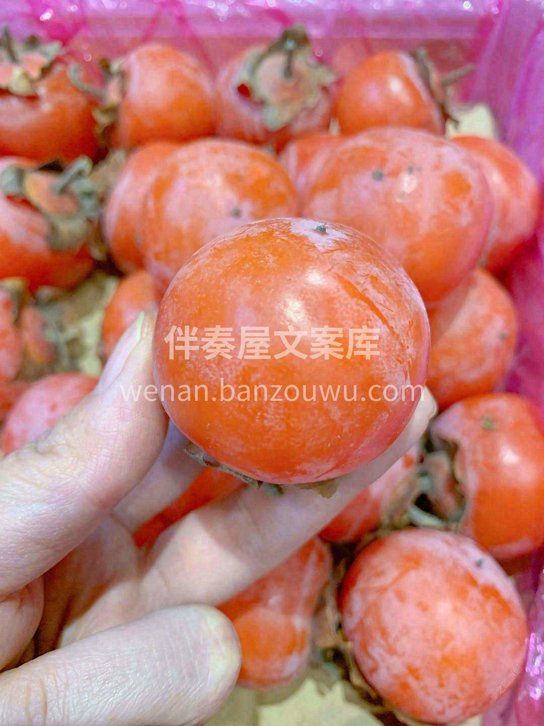 🍂冬天最喜欢的水果就是柿子，胖嘟嘟红彤彤 配图1