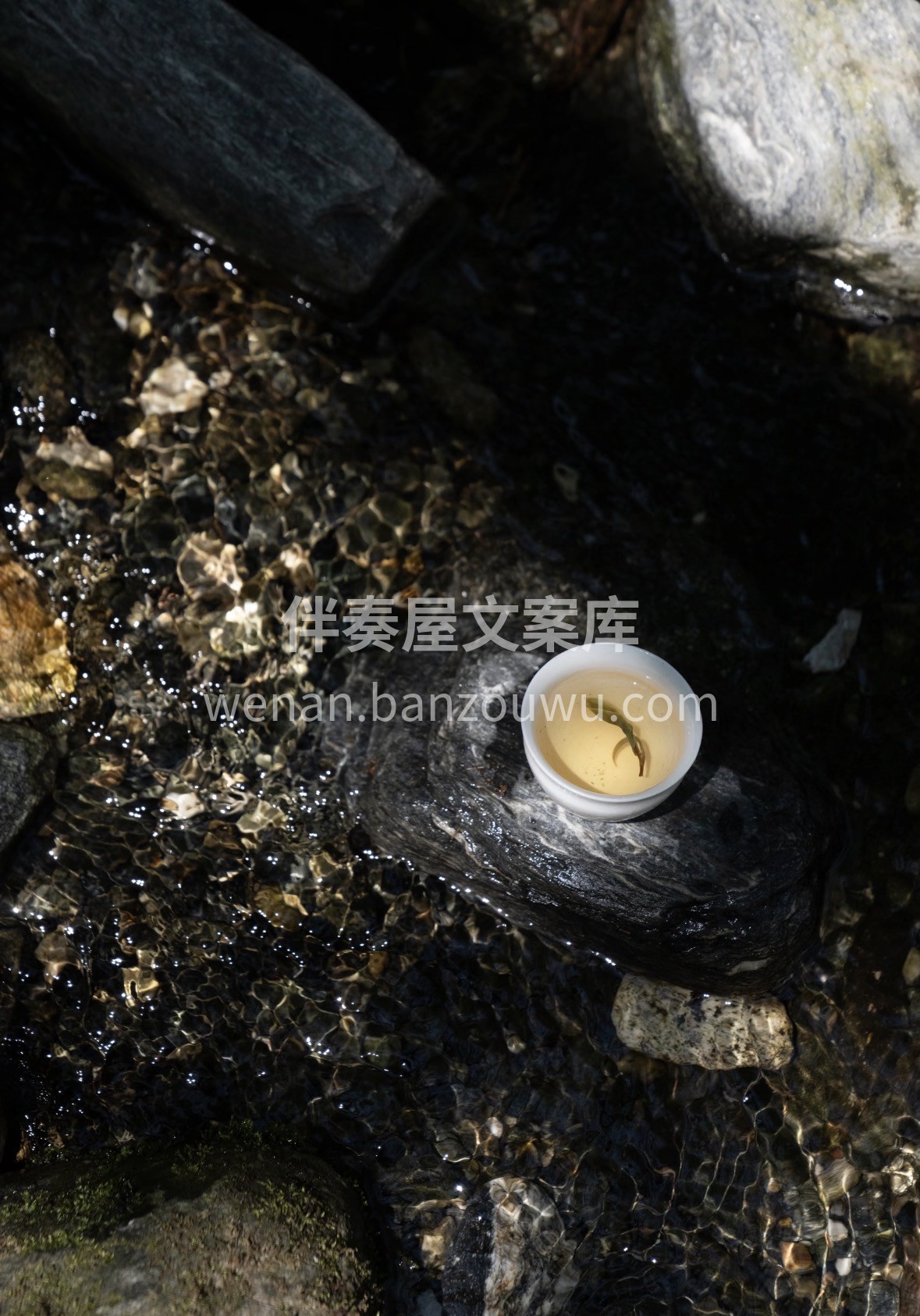 新春茶礼｜云南白茶🎁 采山野生态韵，泡一 配图3