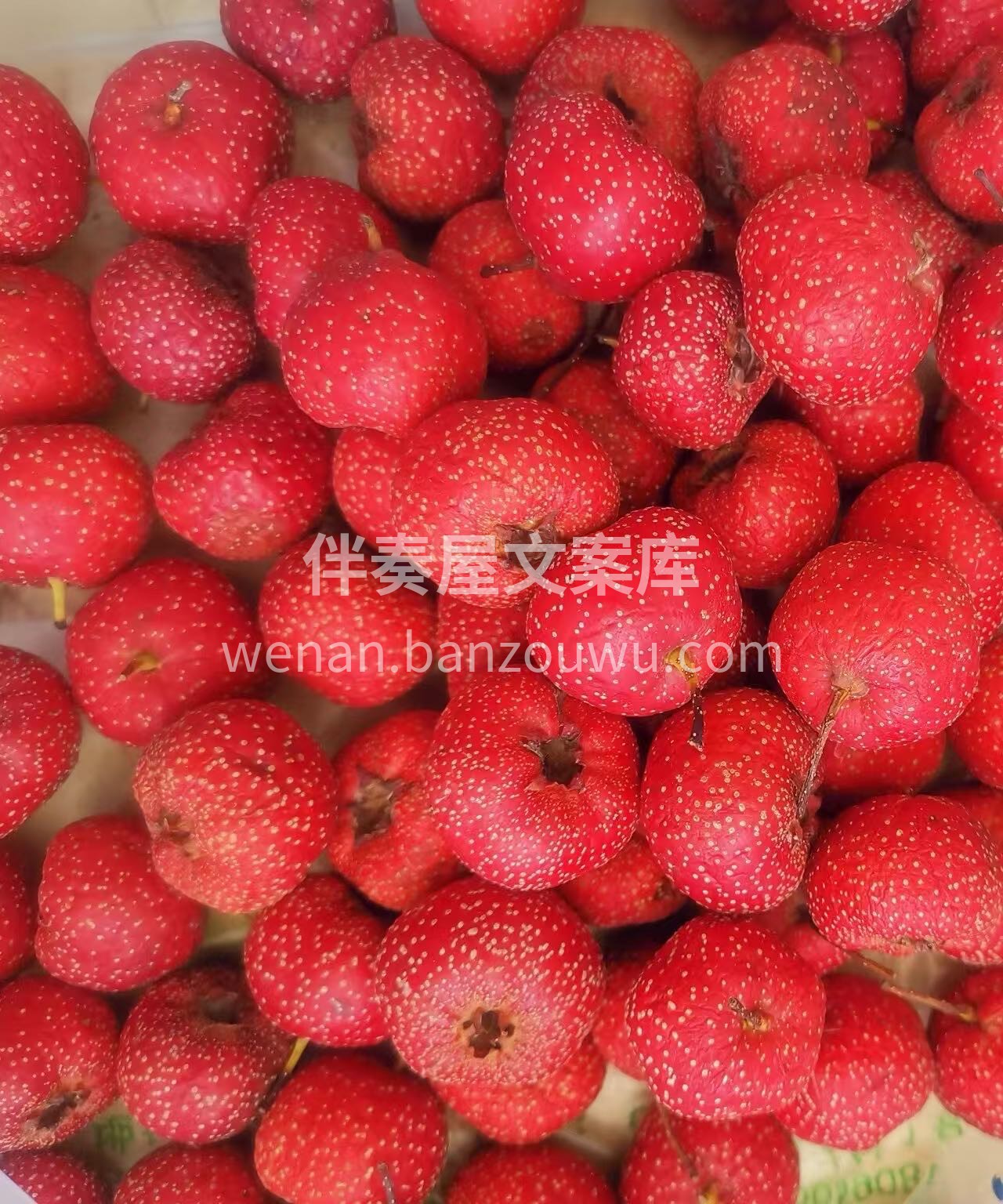 山楂红了，是秋天最甜的念想～ 一口山楂， 配图3