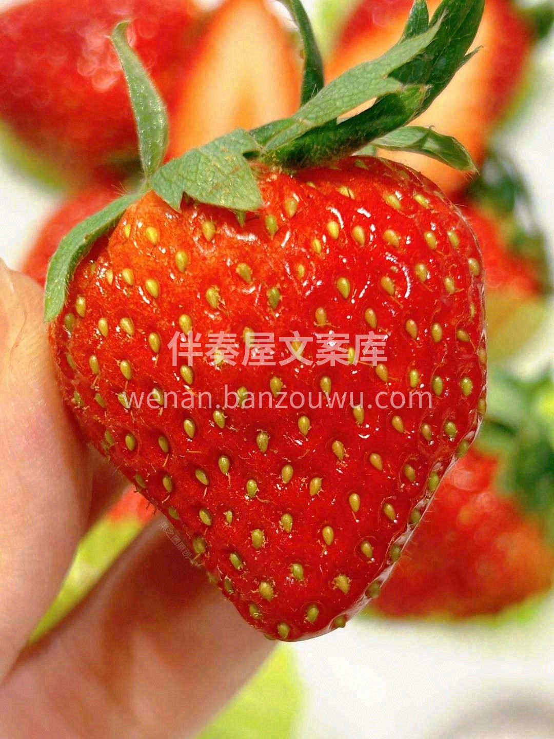 没有一点防备，草莓就这样出现 在你的世界 配图3