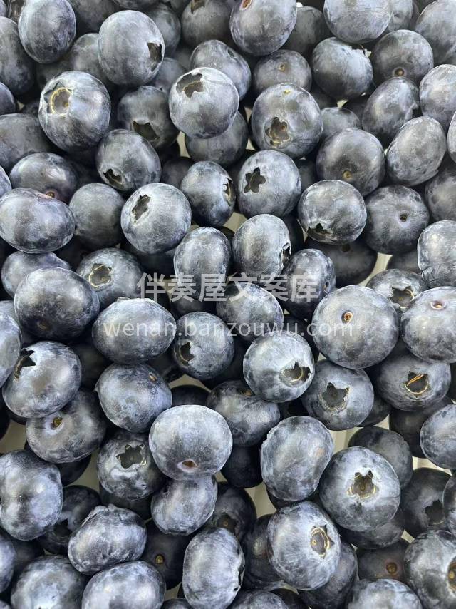 放下手机📱是不可能的 吃多点蓝莓🫐是实际 配图3