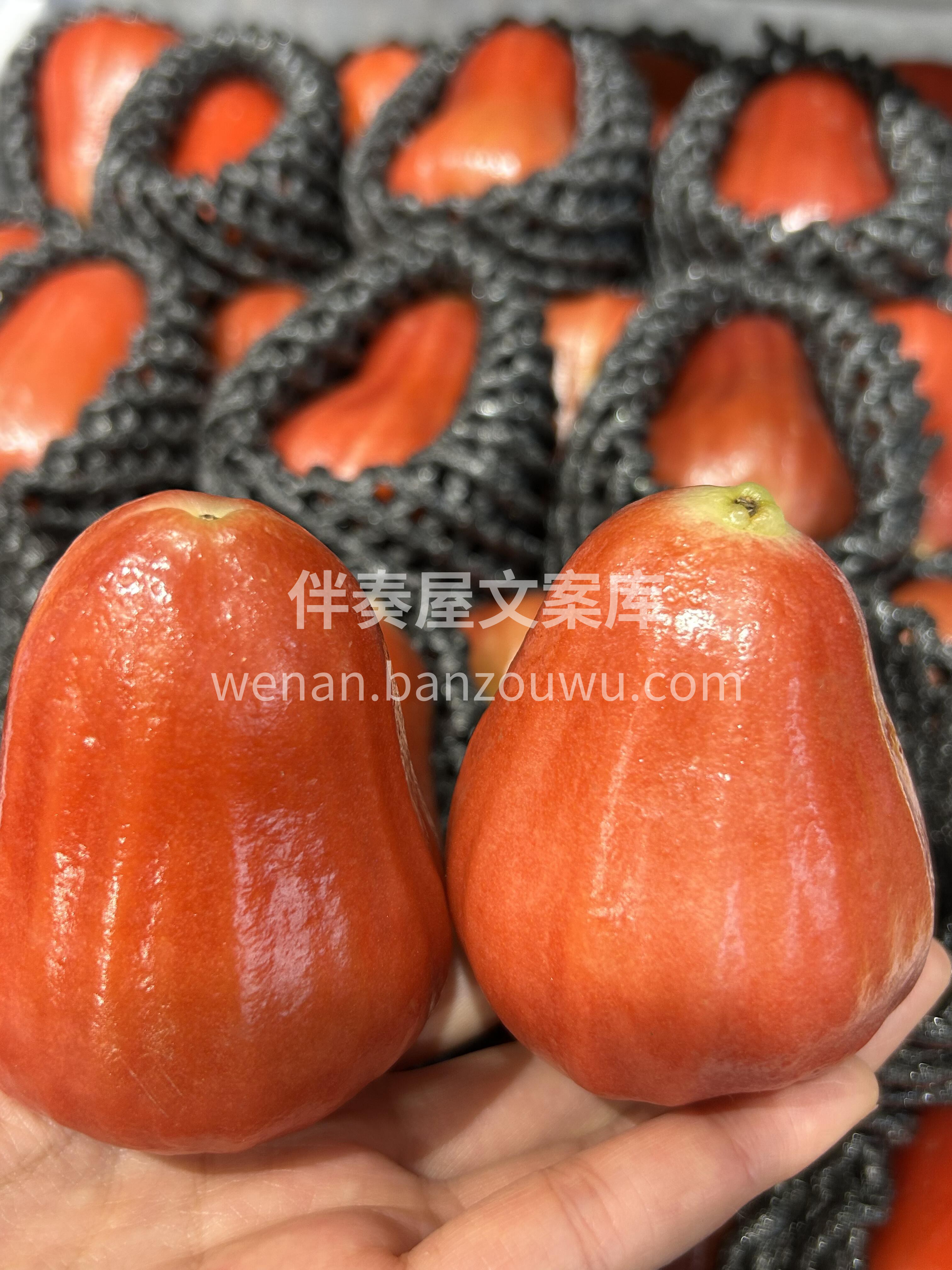 秋天干燥，赶紧来个莲雾降降🔥吧 超水嫩的 配图2