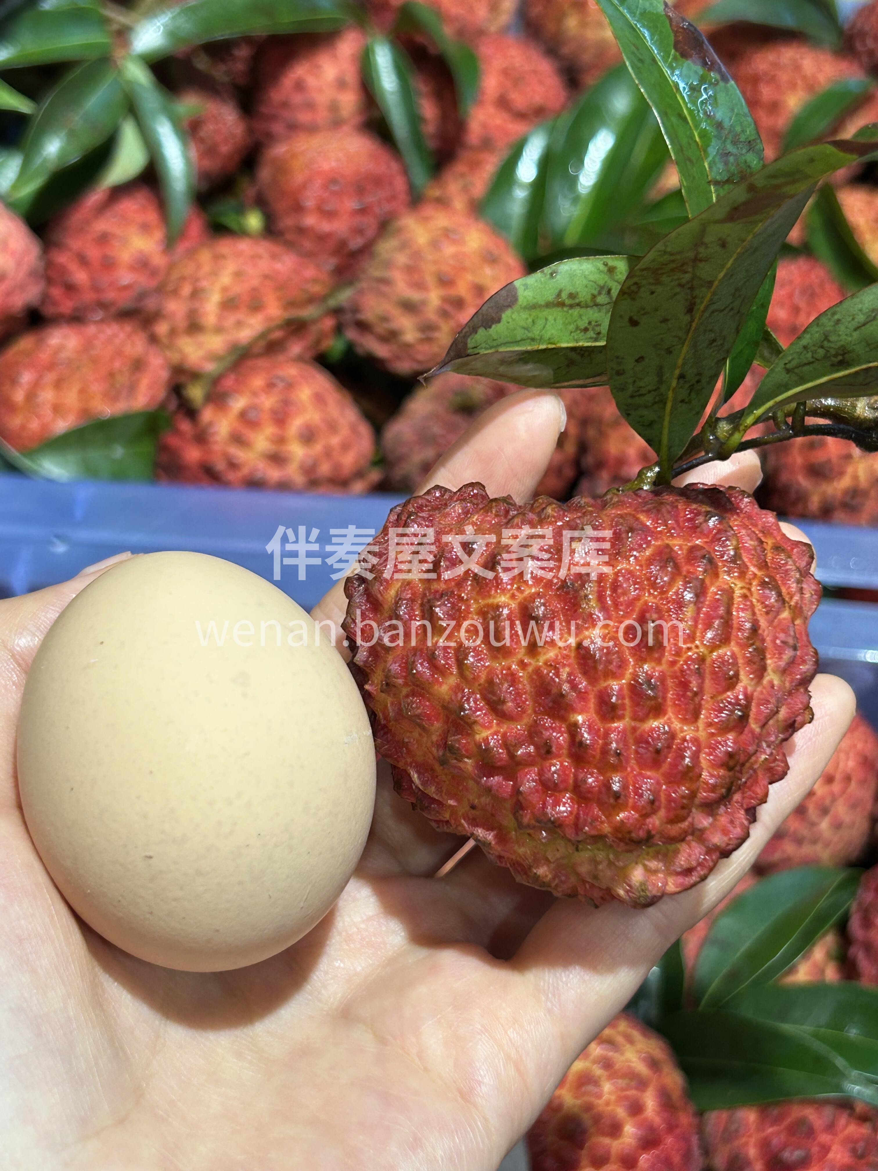 海‮火南‬山口荔枝王‮🔥 大‮鸡如‬蛋， 配图2