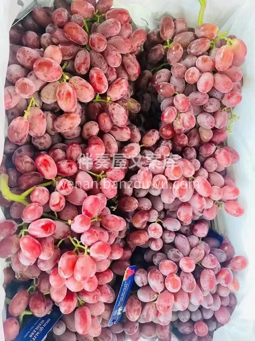 无籽红提🍇硬货到位💯 哪一颗都是嘎嘣的脆 配图3