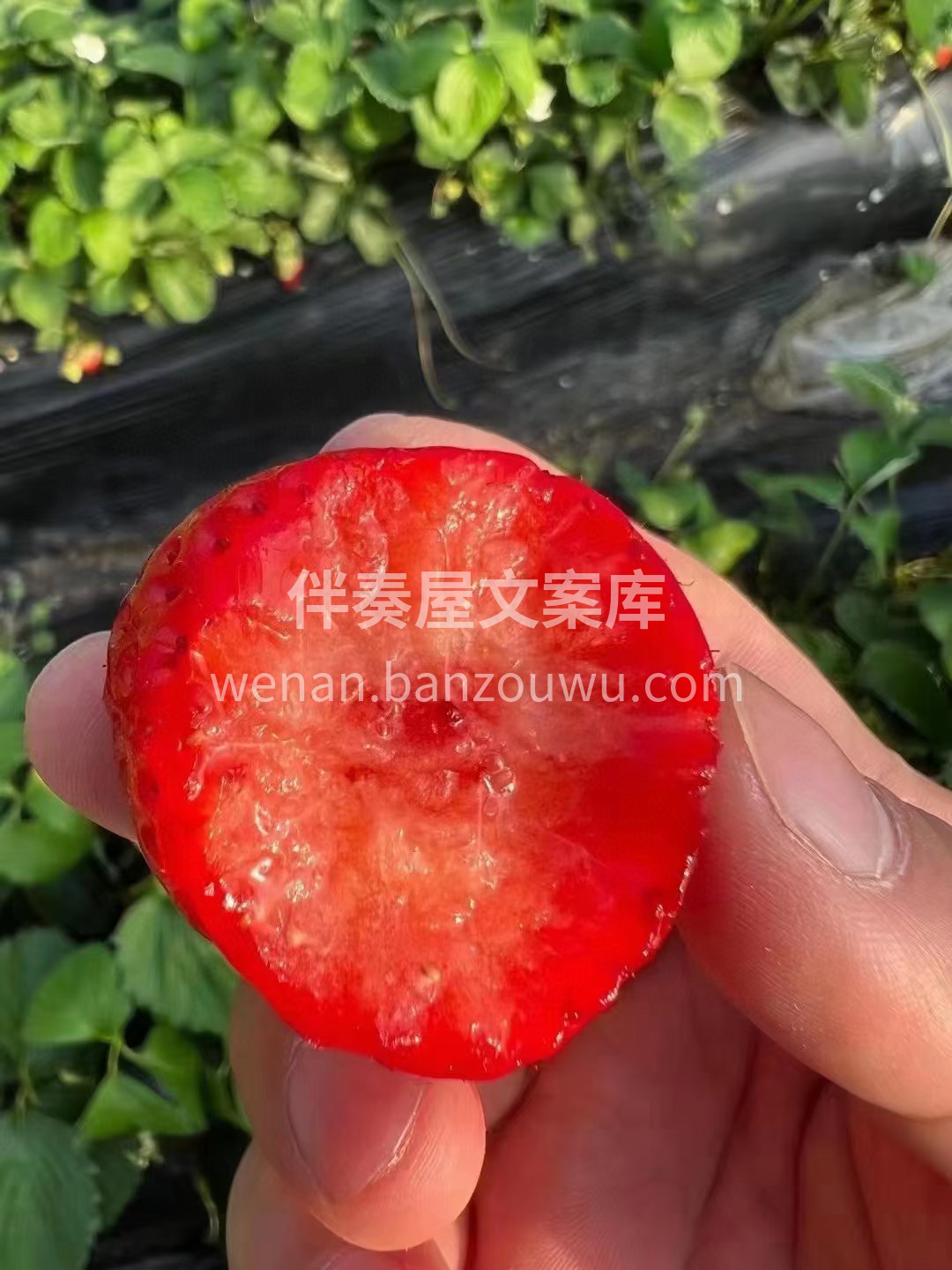 丹东草莓🍓 自然生长的甜润 果肉紧实绵密 配图1