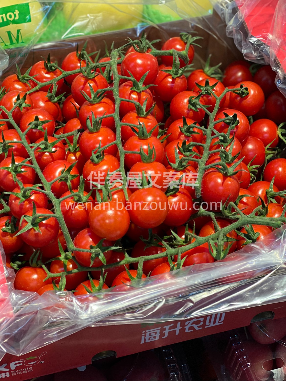 🍅水果中的“小糖豆”——串收番茄✨ 大小 配图2