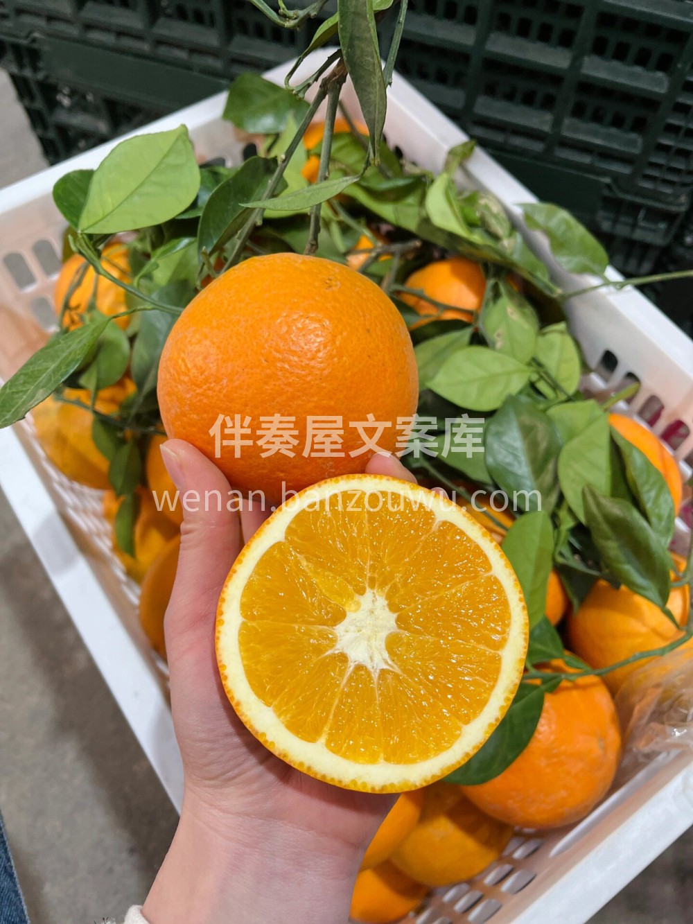 平价又好吃的橙子🍊赣南脐橙🍊、尝鲜正当季 配图3