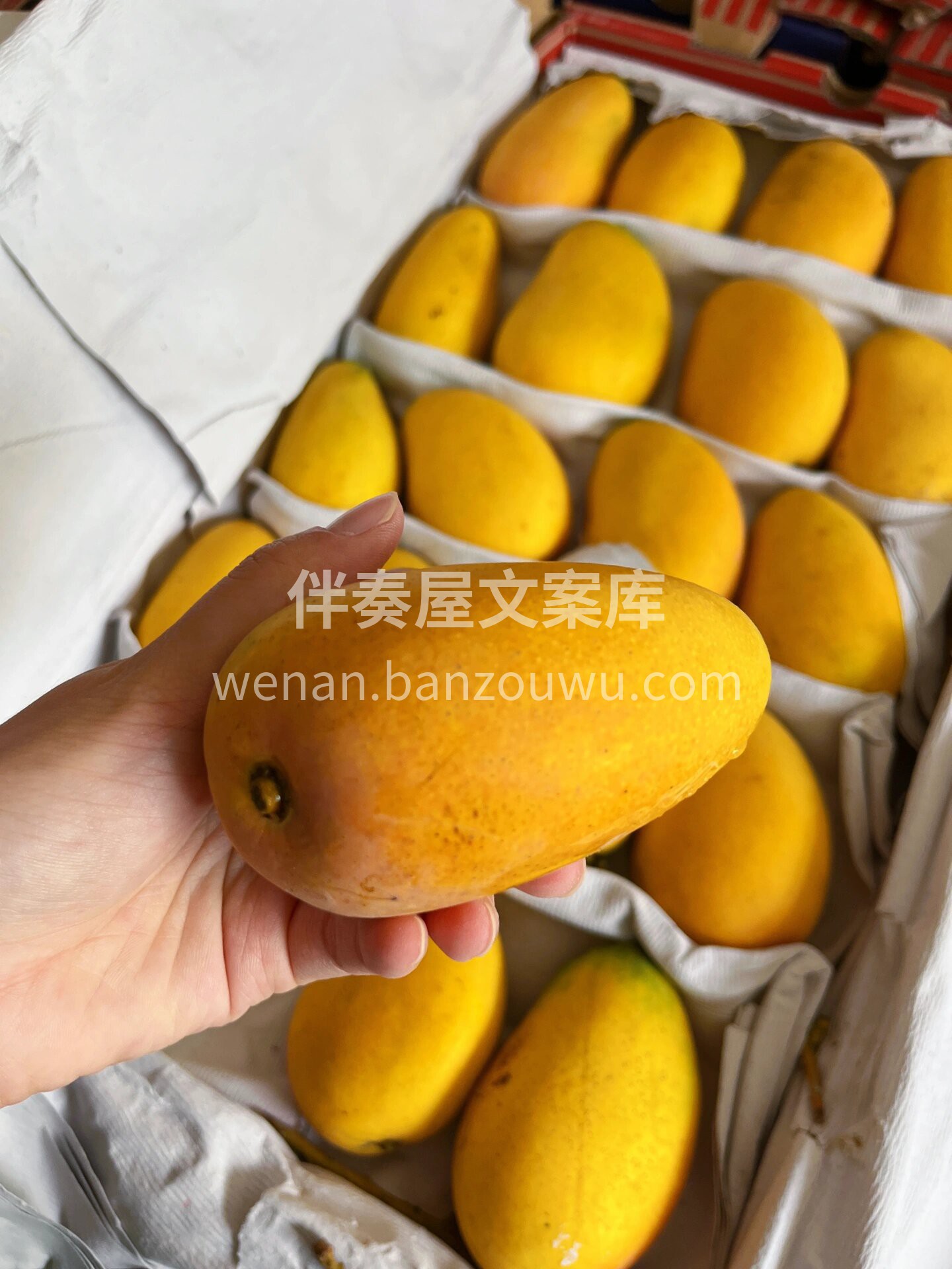 💛海南小台芒🥭 萌翻舌尖的“小黄人”😋  配图3