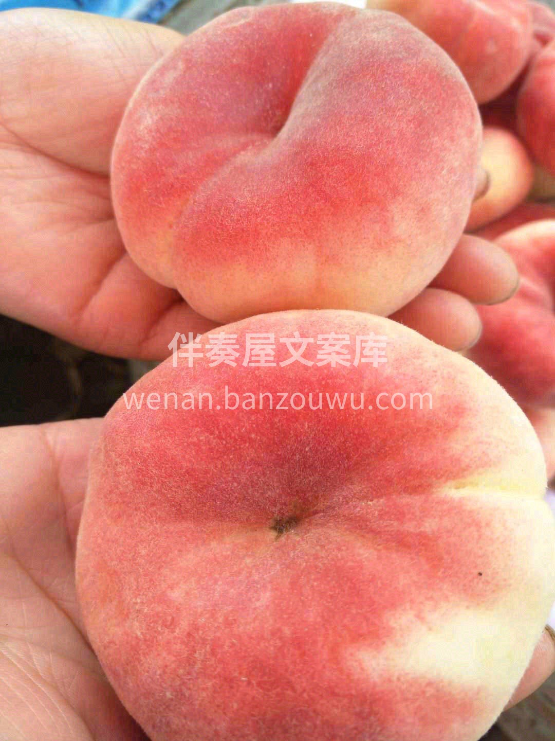 用手轻轻一撕，皮就掉了🍑果肉厚实透着股新 配图2