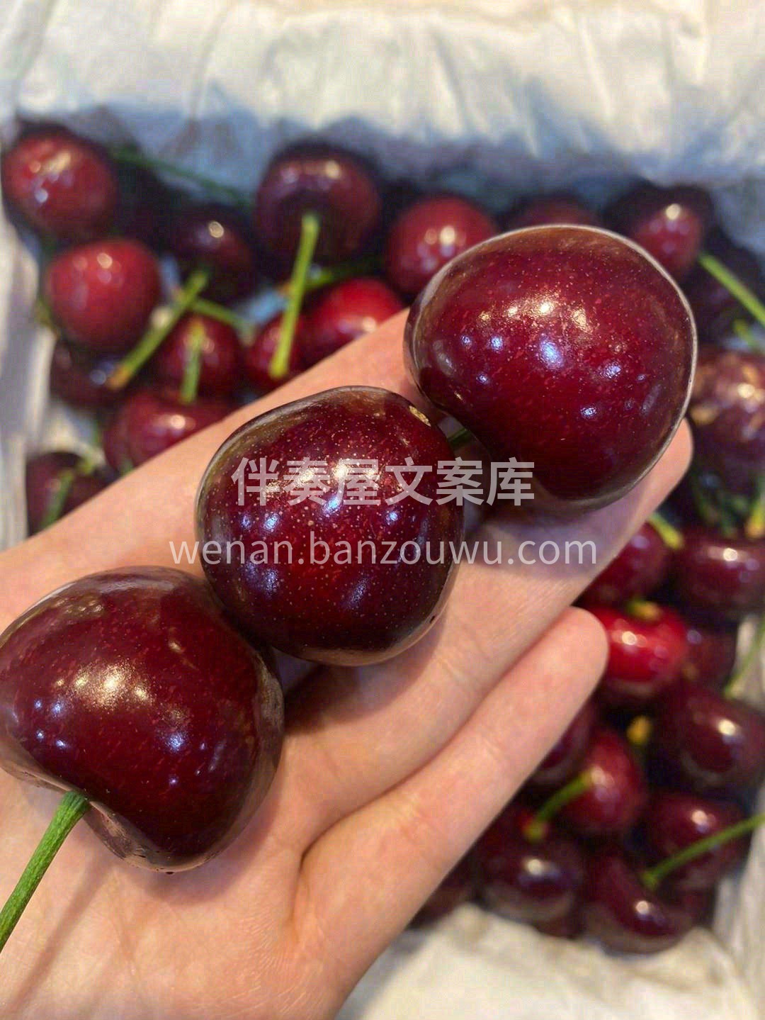 🍒颗颗饱满水灵，这样高级的紫红💖酿满了甜 配图1