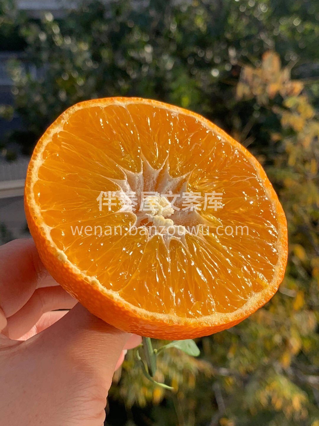 "🍊爱媛果冻橙来袭～✨ 每一口都是爆汁的 配图1