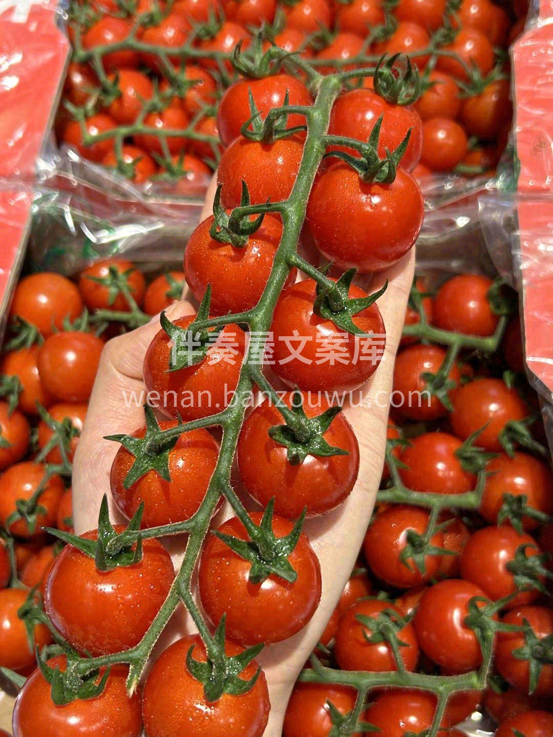 颗颗晶莹，粒粒饱满🍹 🍅一串一串的小番茄 配图3