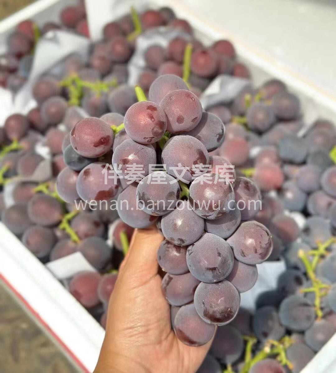 巨峰葡萄🍇好吃惨了☺️ 吃了这么多次葡萄 配图3