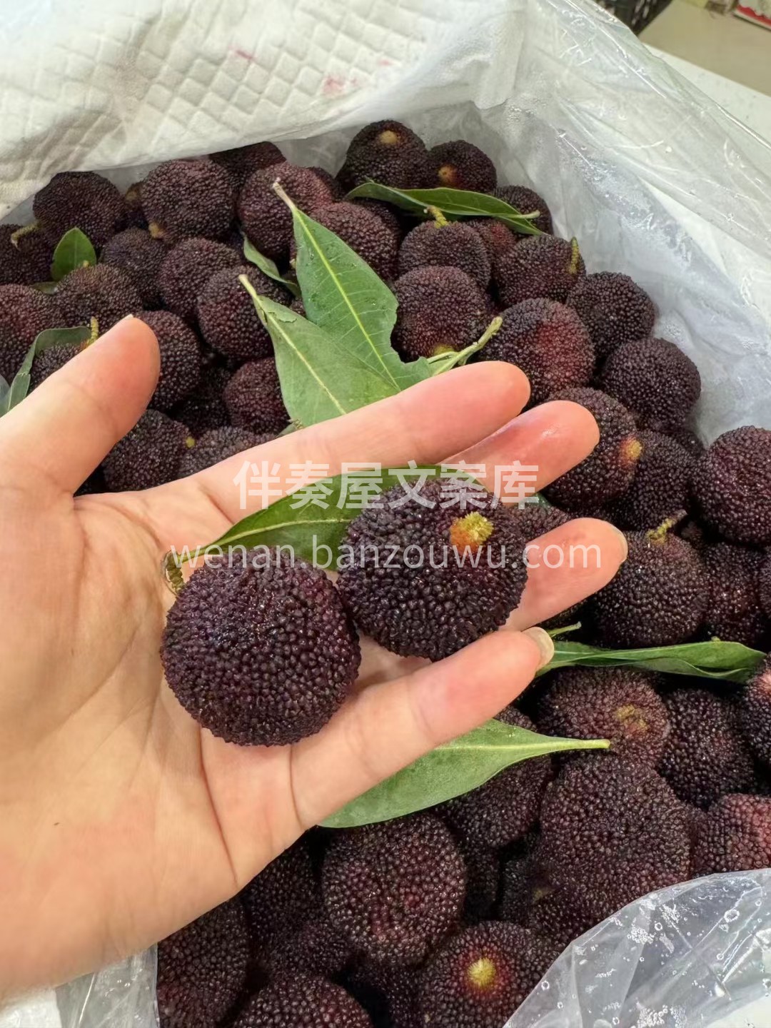 东魁杨梅的主场开始啦😍 吃的就是一口精致 配图1