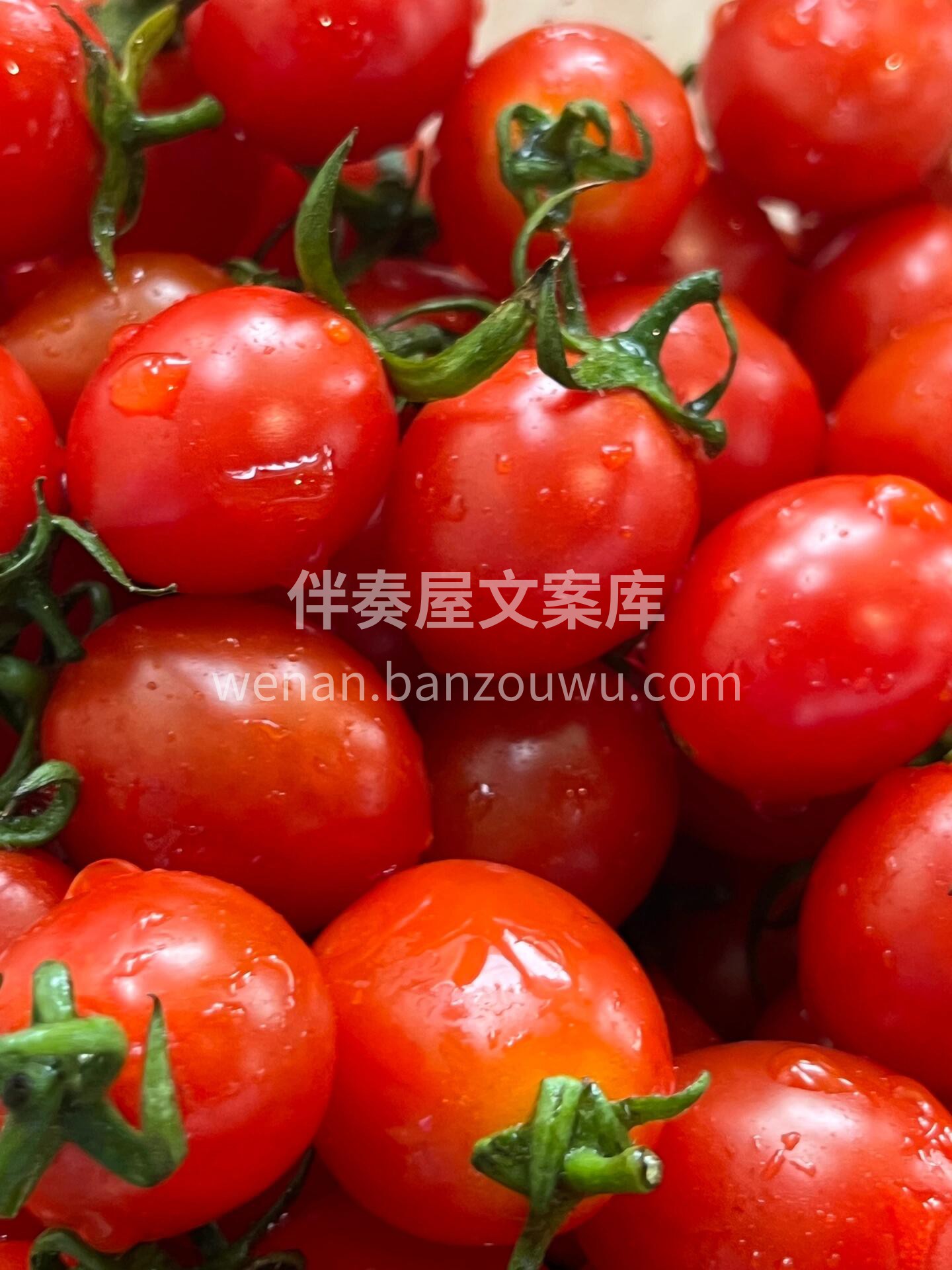 千禧小番茄🍅🍅 “倾一世温柔，献一次爆汁 配图2