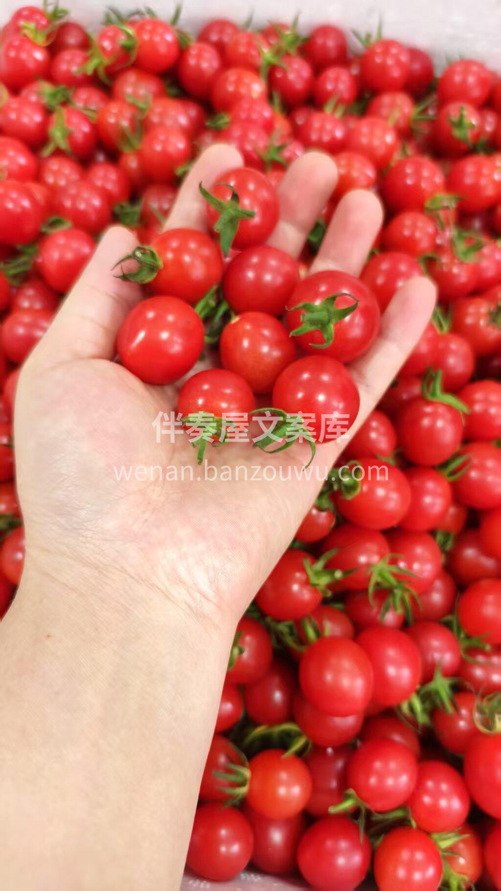 每一颗千禧果都饱含北纬21°阳光的恩宠🌞 配图2