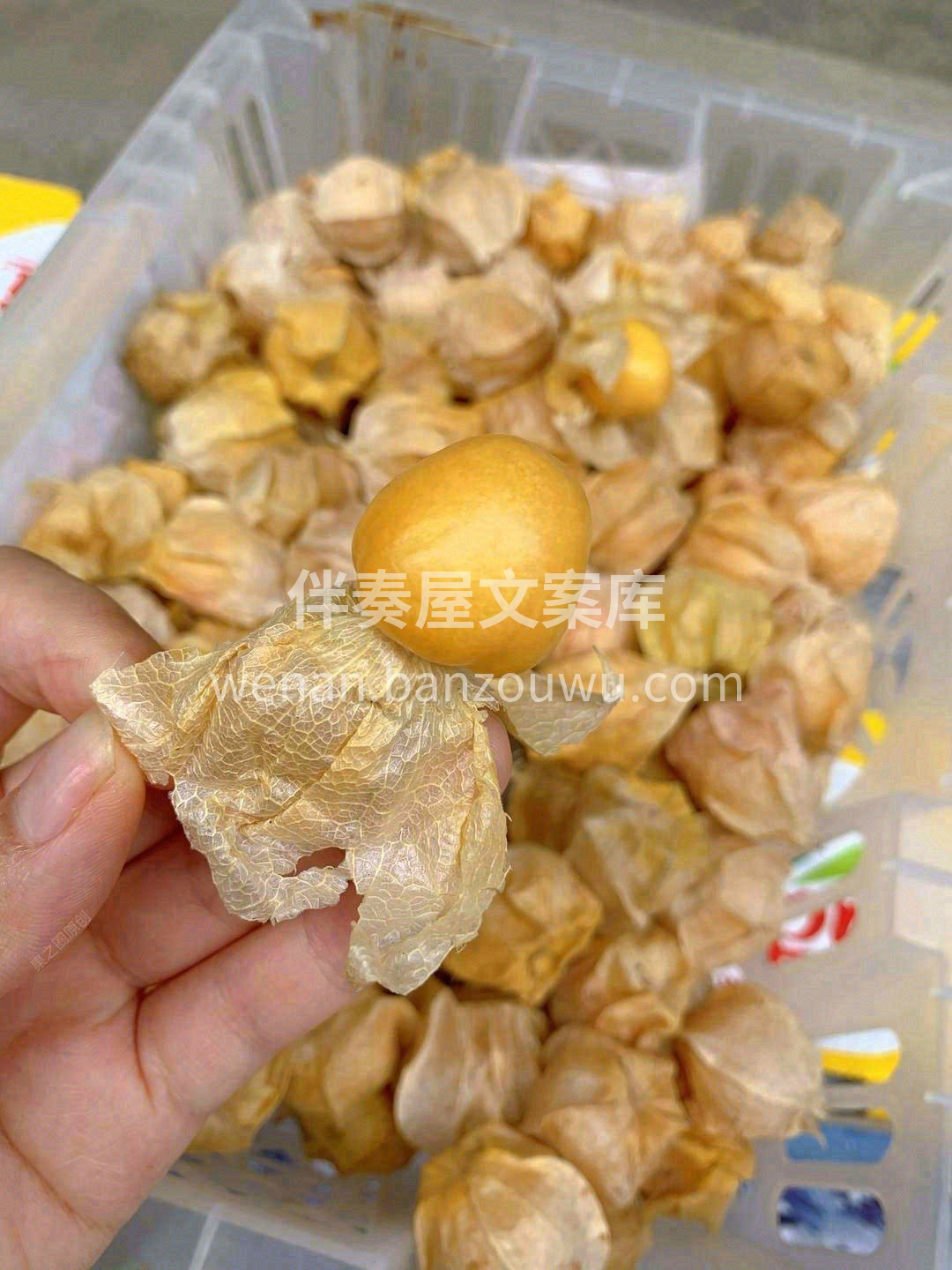 🔆清甜解腻姑娘果，口感清甜带奶香🍼🍼 多 配图2