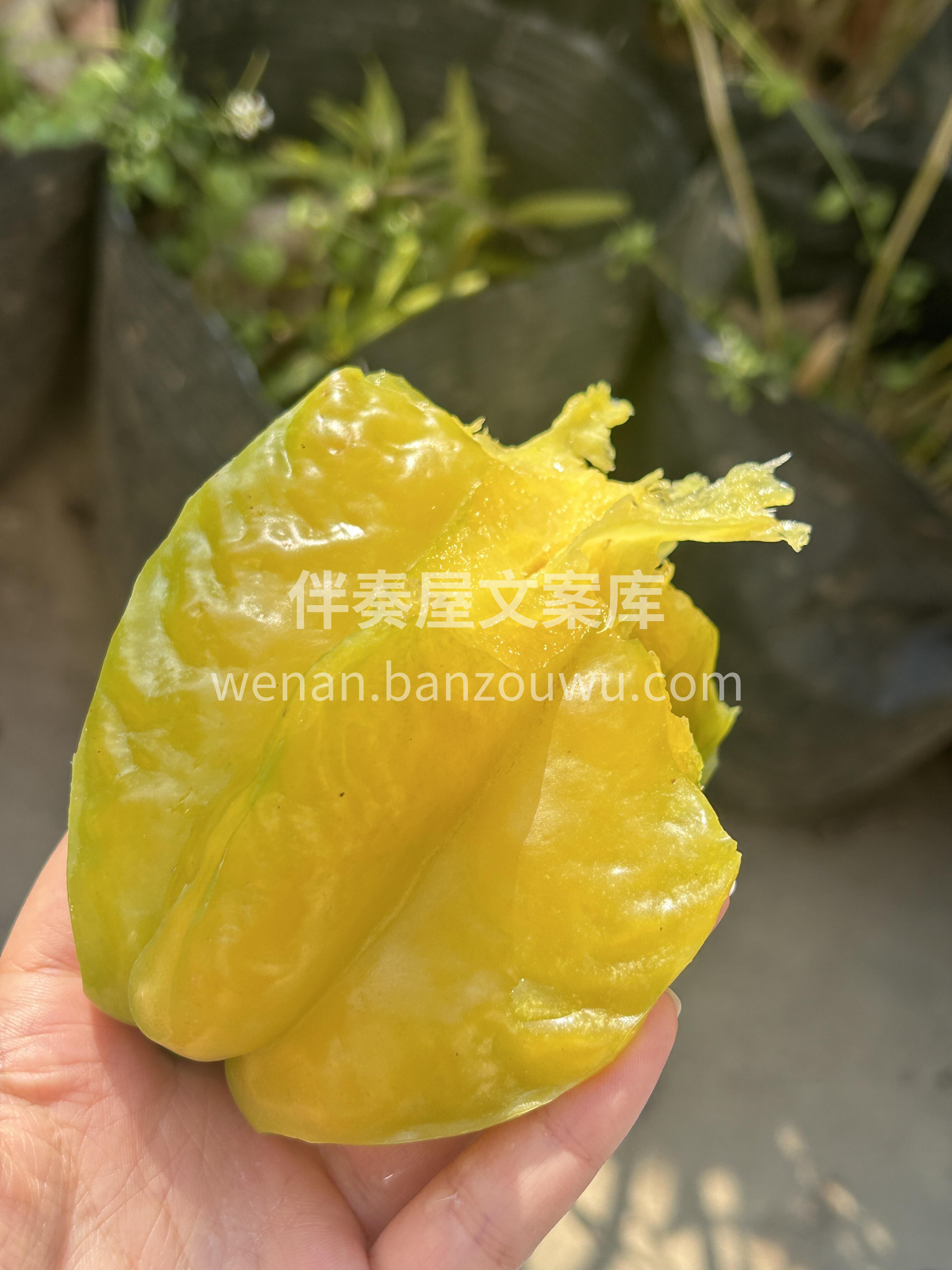 🥰小甜星杨桃到货啦🎉 树上熟的黄金蜜，有 配图1