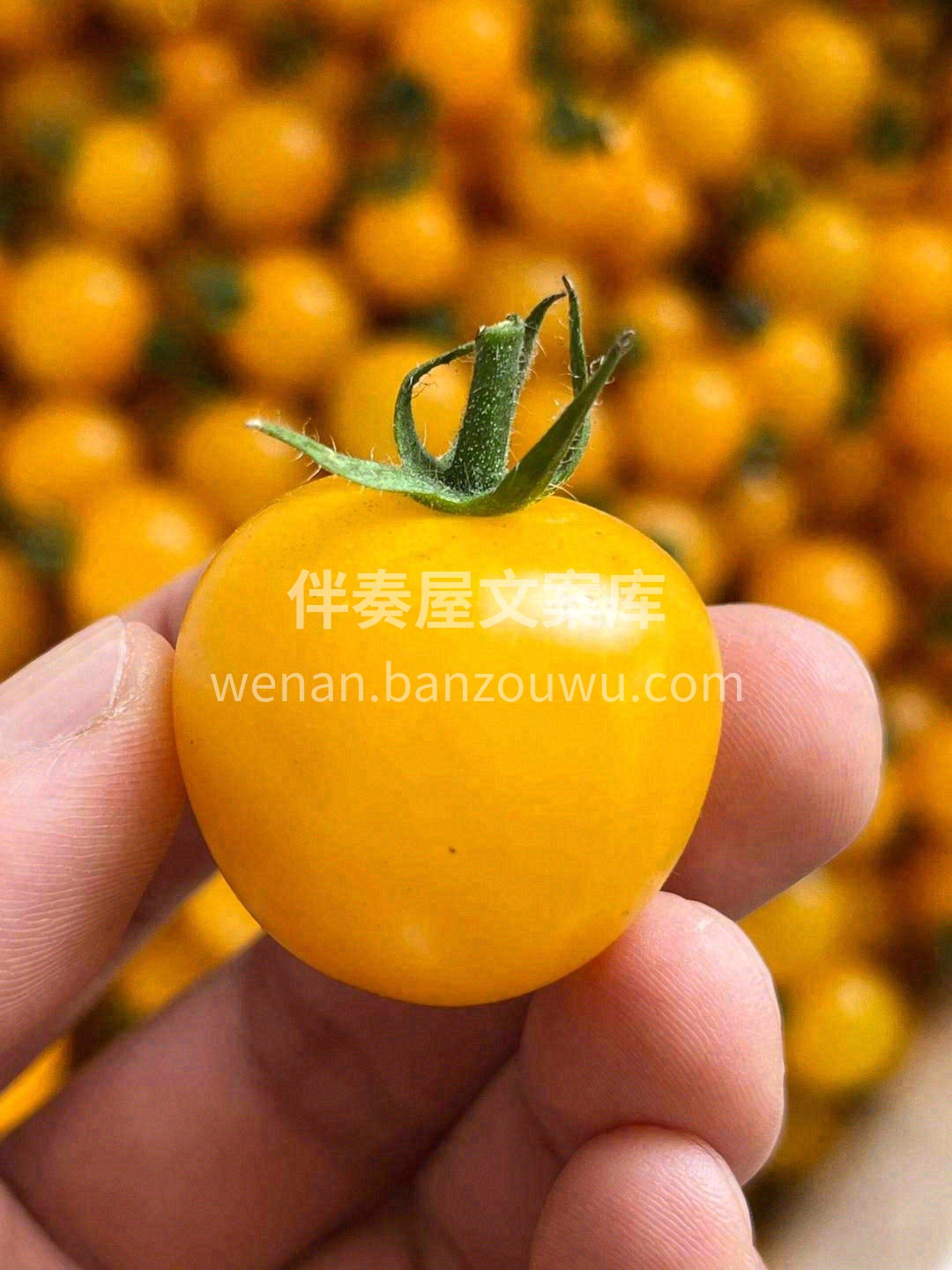 夏日阳光️小番茄，番茄味道的“水果糖”🍬 配图1