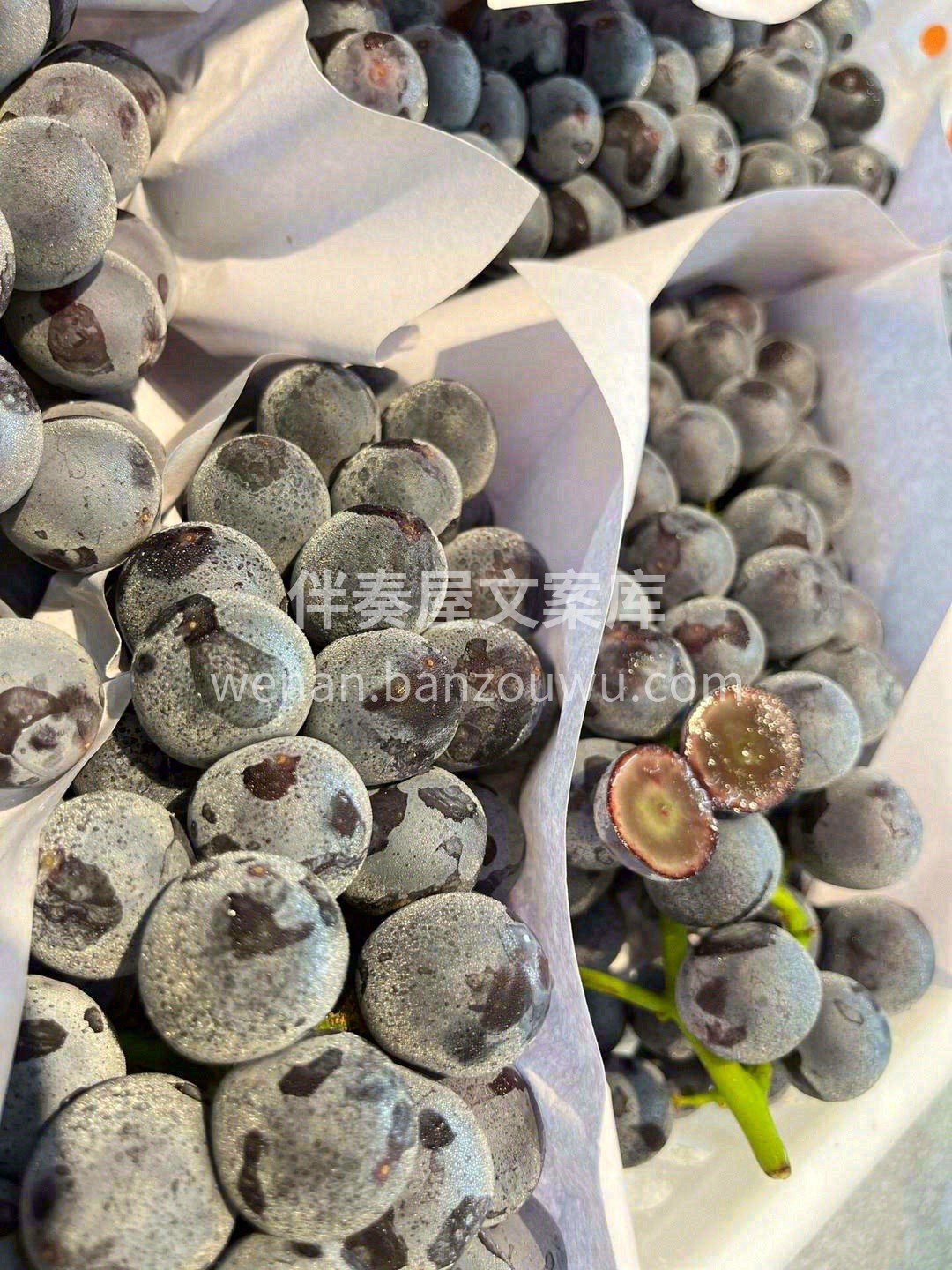 🍇夏黑被形容为“盛夏沙漠中的一片树荫”🏜 配图3