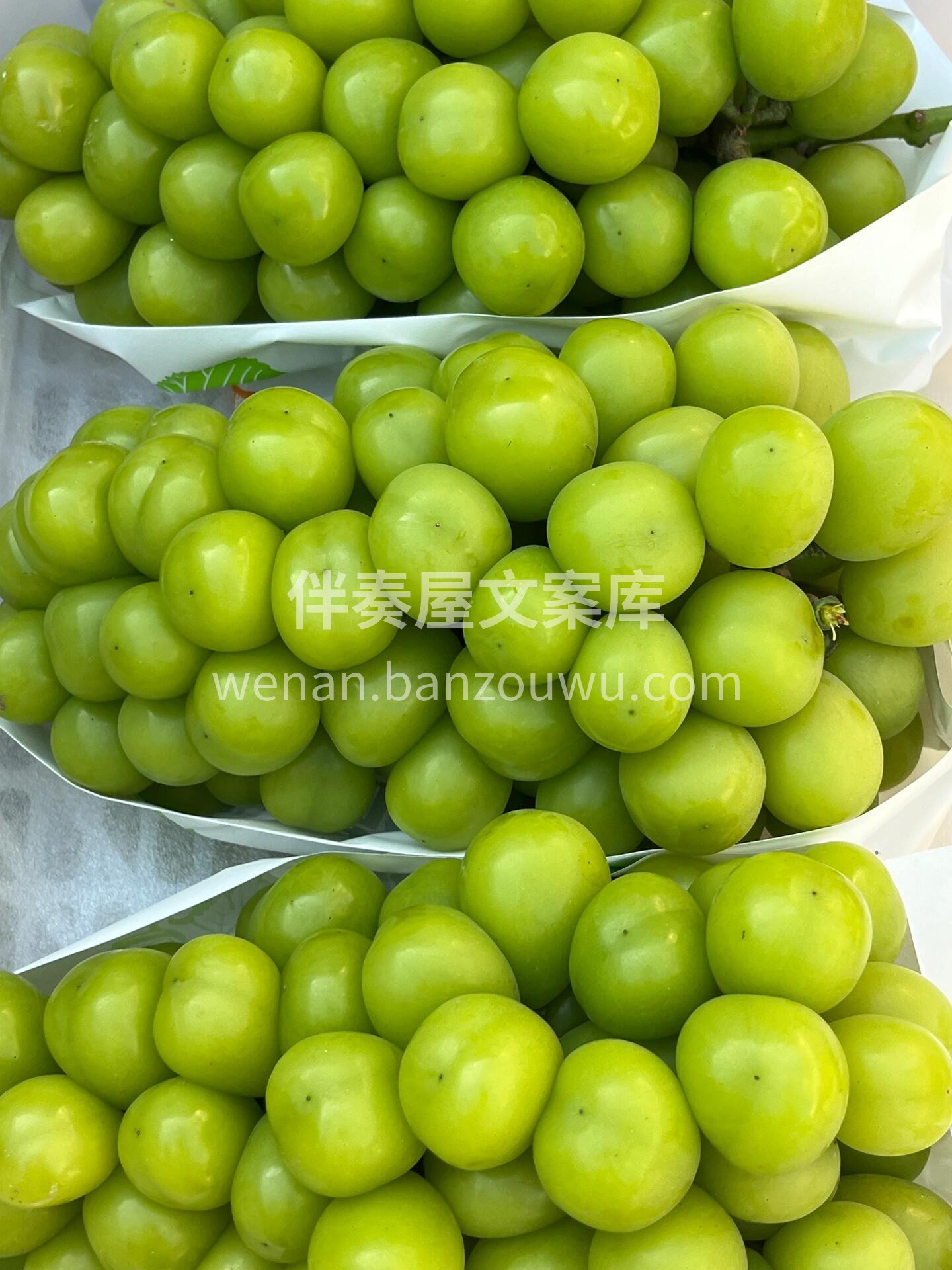 【香印晴王】 📣夏天与香印晴王的甜蜜相遇 配图3