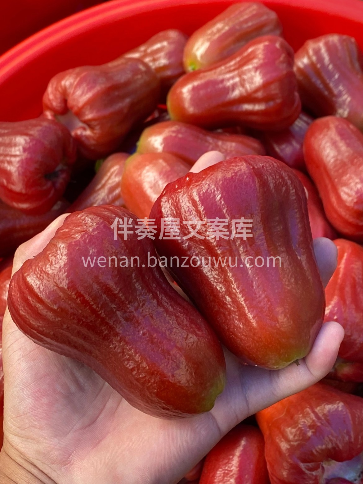 「黑金刚莲雾」新鲜上新‼️ 清甜多汁，一 配图1
