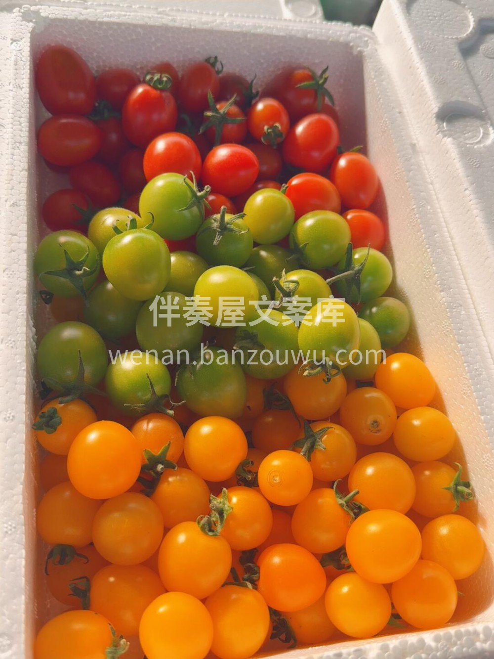 三色番茄🍅给你不一样的好心情每个颜色都治 配图1